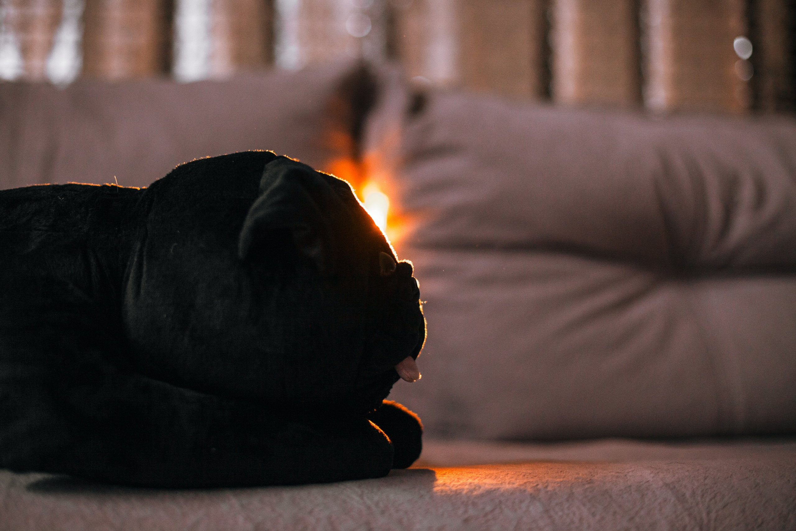 Оля, Харви, Луис. Фотограф-анималист Татьяна Степанова