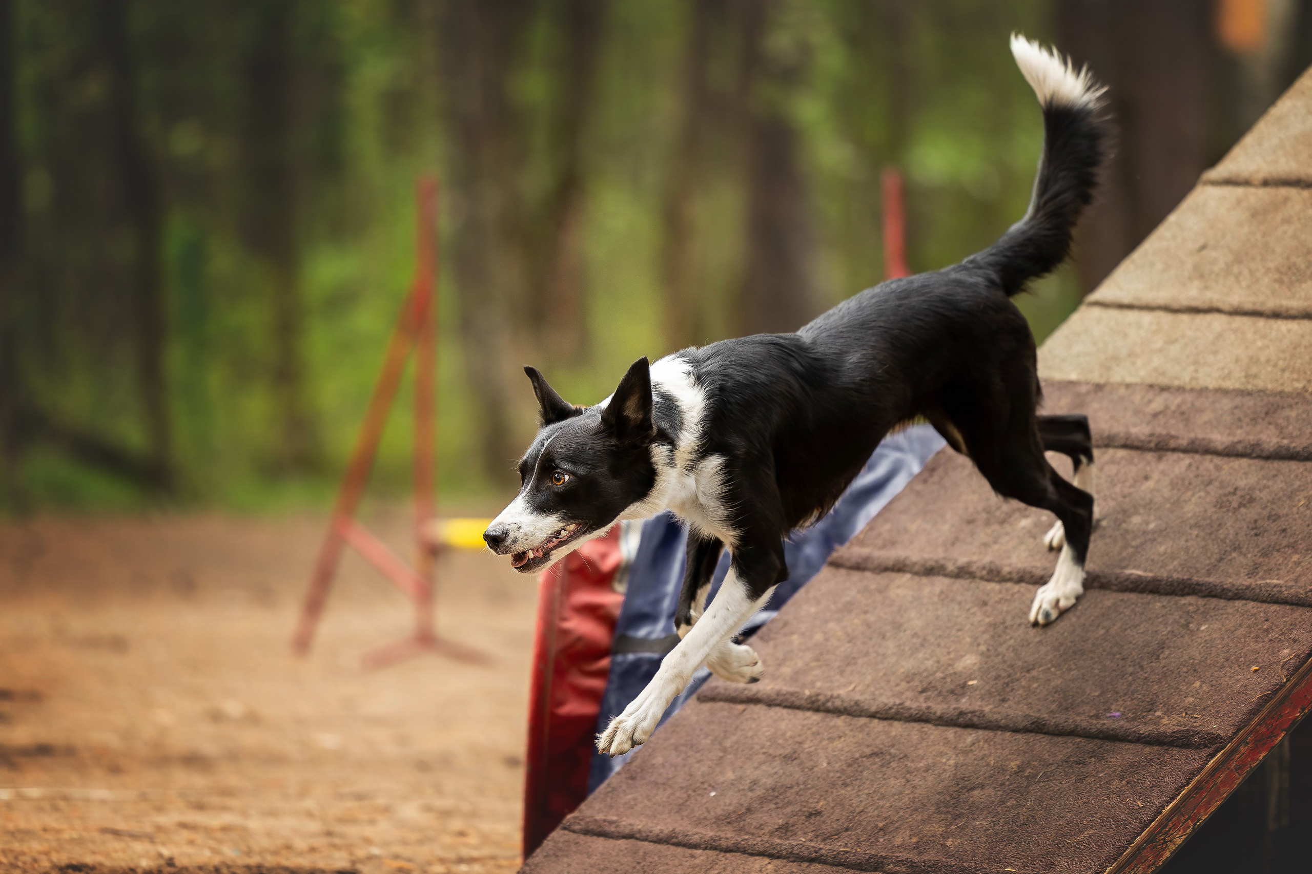 Тренировка аджилити. Фотограф Анималист в Перми Анастасия Остерман