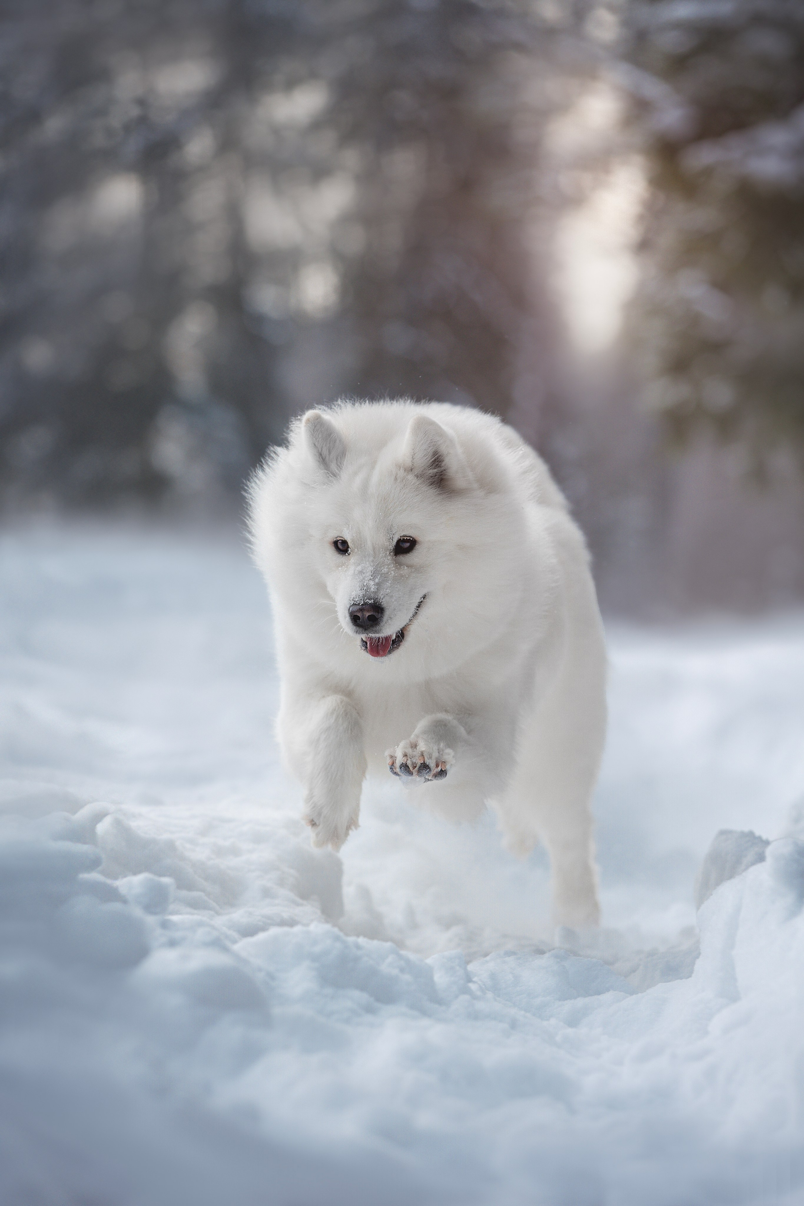 Руби, Николь, Кирилл и Мила. Фотограф анималист в Москве Майорова Евгения