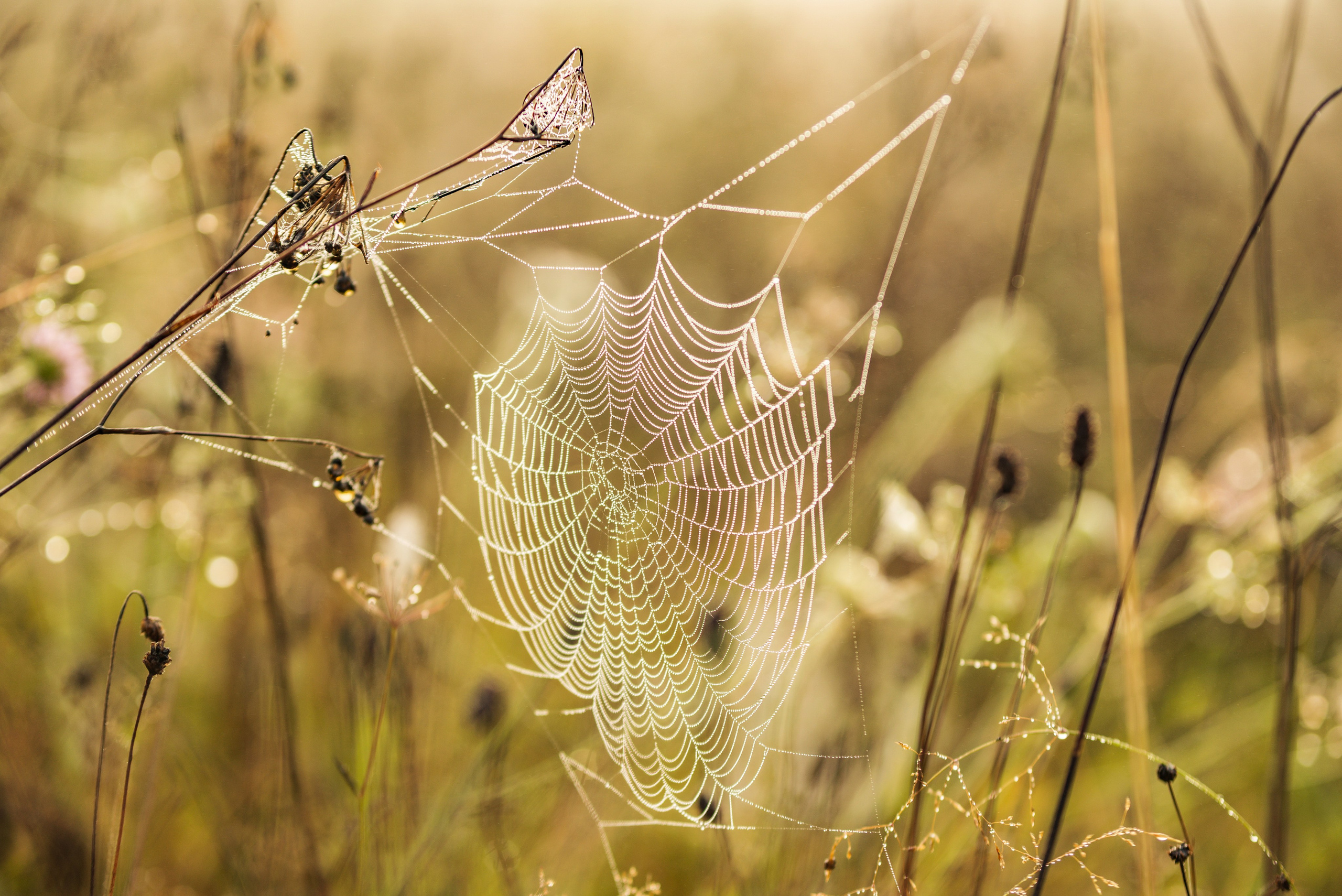 Утро августа. Фотограф в Ветлуге Сергей Белов (VETLUGA B.S.)