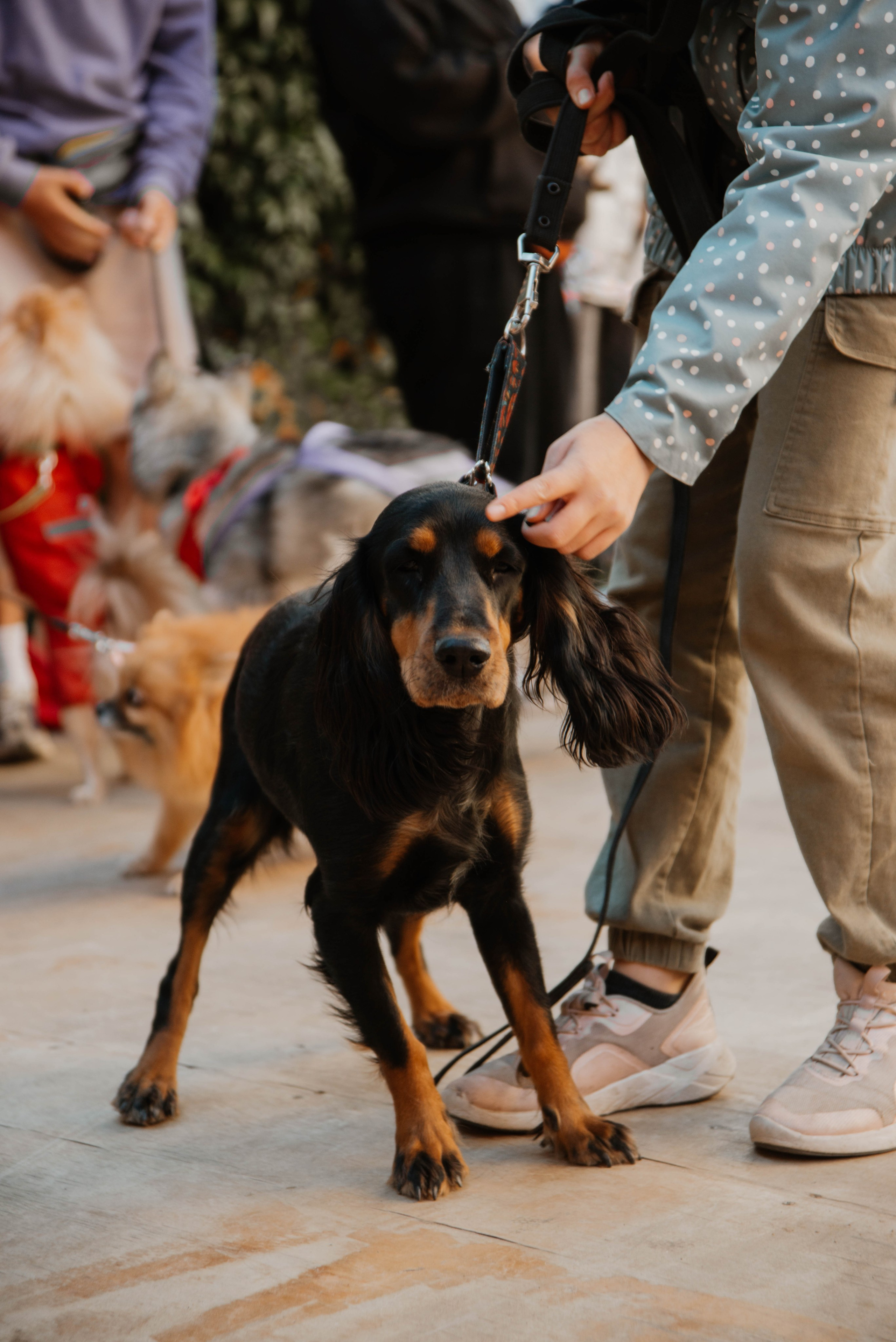Дог-вечеринка на летнике «Кутёж». Ксения Glossa. Портретный и репортажный фотограф в Самаре