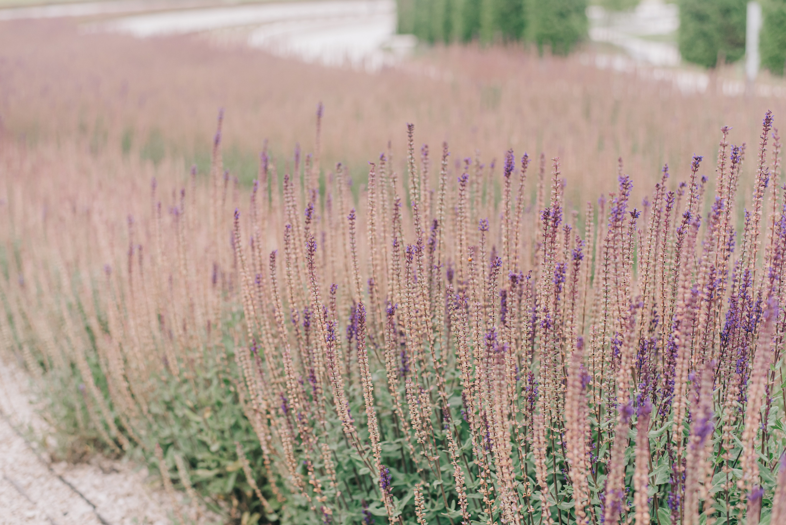 Bellissimo matrimonio. Фотограф в Краснодаре Зеленкина Дарья