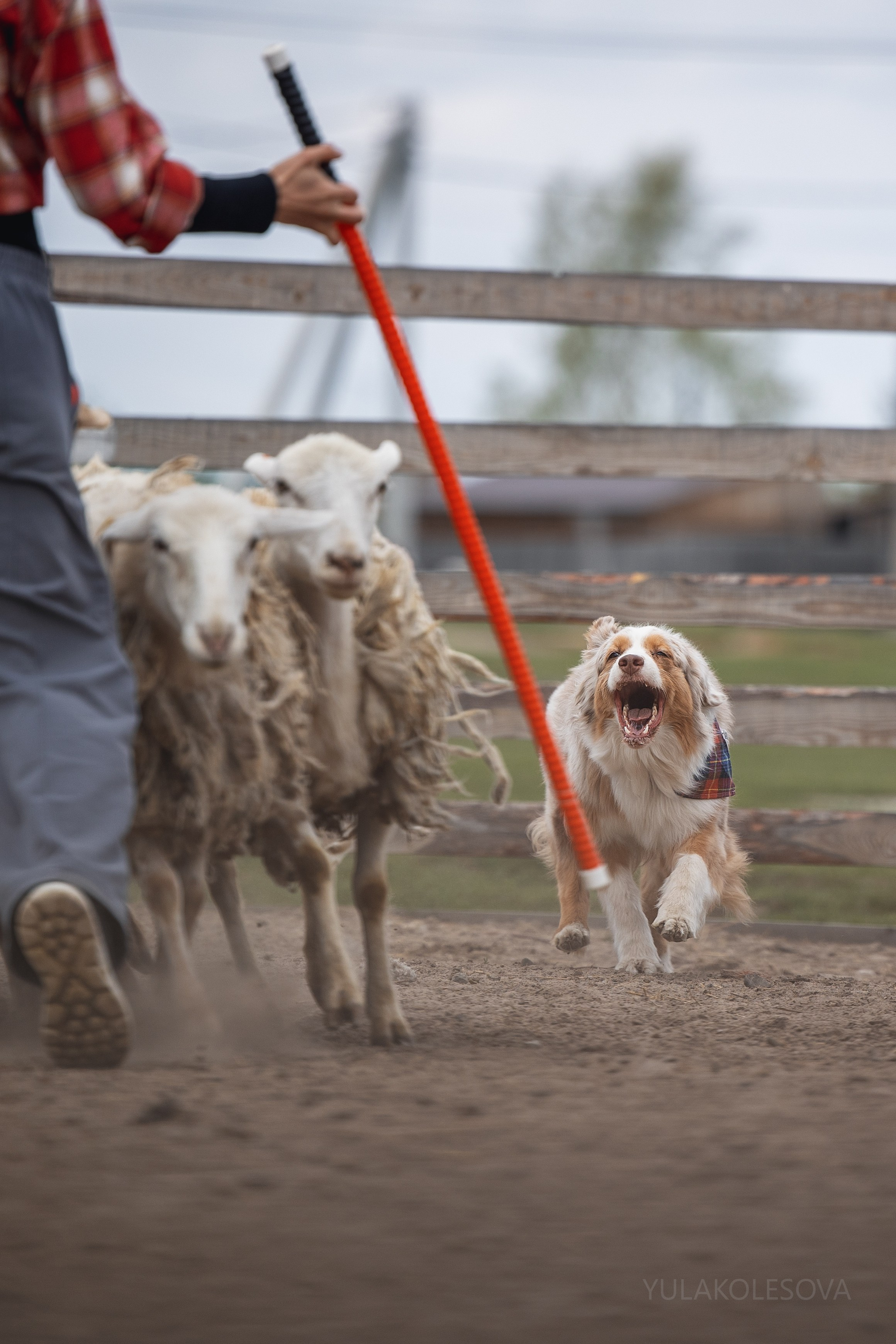Аусси день 15.05.2024. YULA KOLESOVA | Фотограф — Анималист | Художник | Тюмень