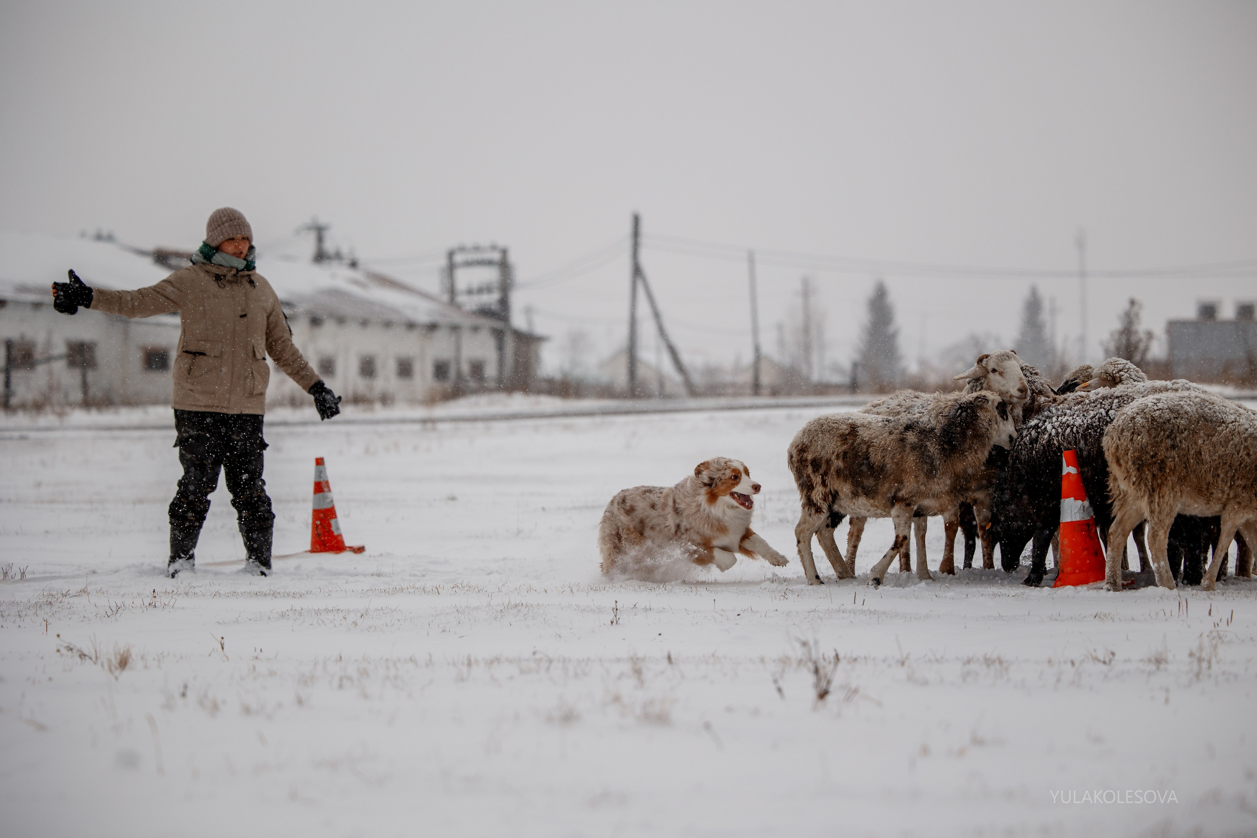 Пастуший интенсив, ноябрь 2024. YULA KOLESOVA | Фотограф — Анималист | Художник | Тюмень