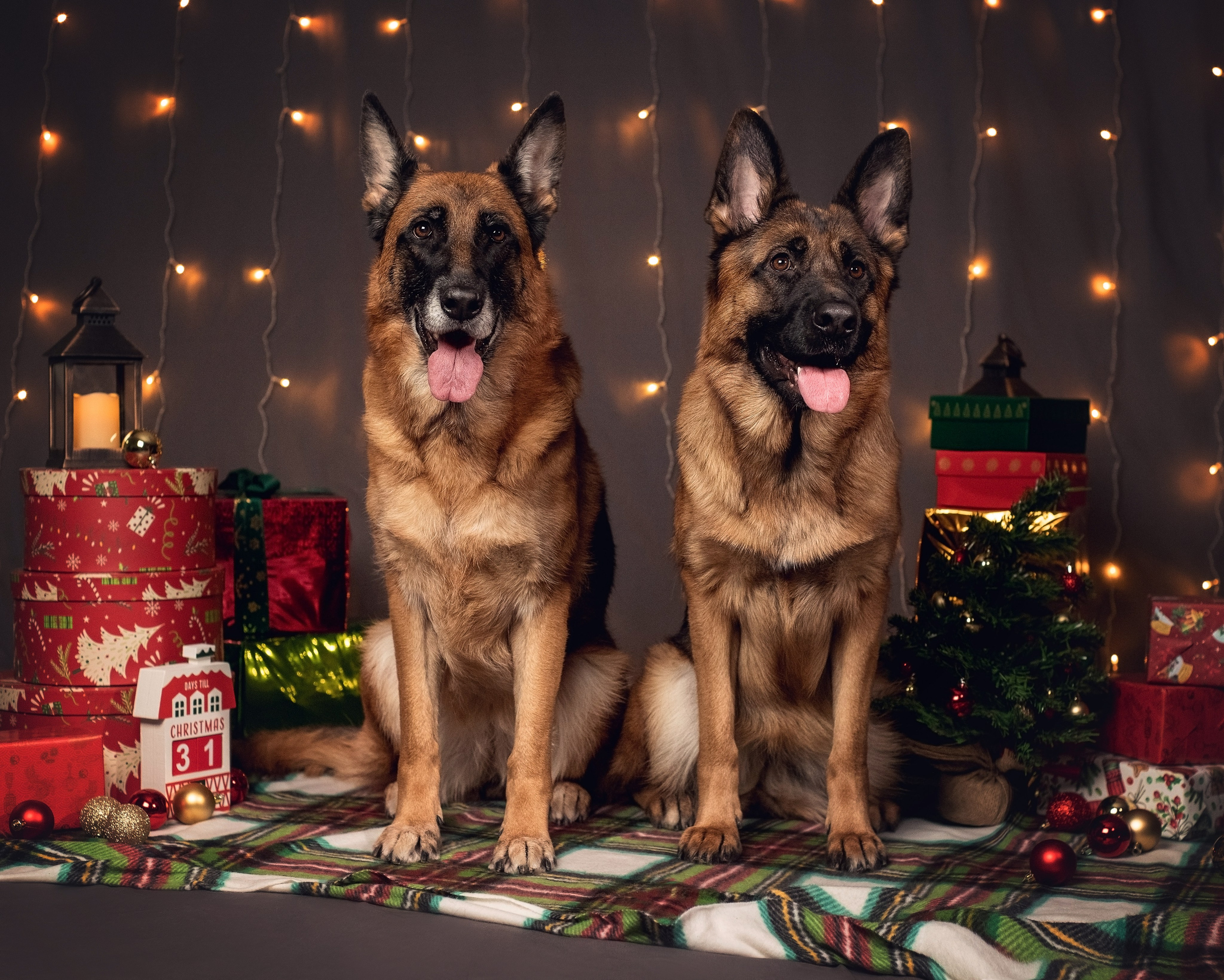 Новогодний. YULA KOLESOVA | Фотограф — Анималист | Художник | Тюмень