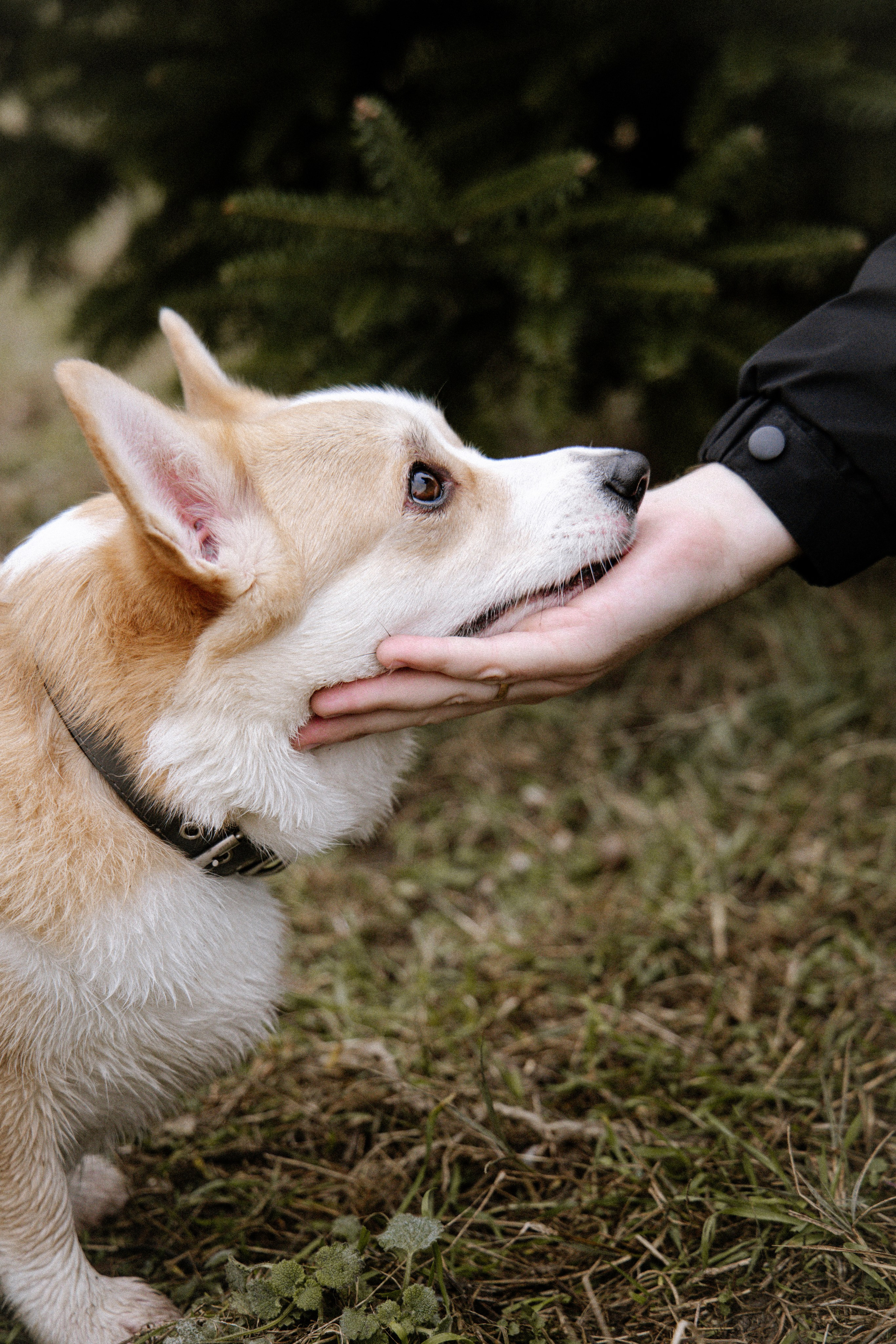 Съемка питомцев