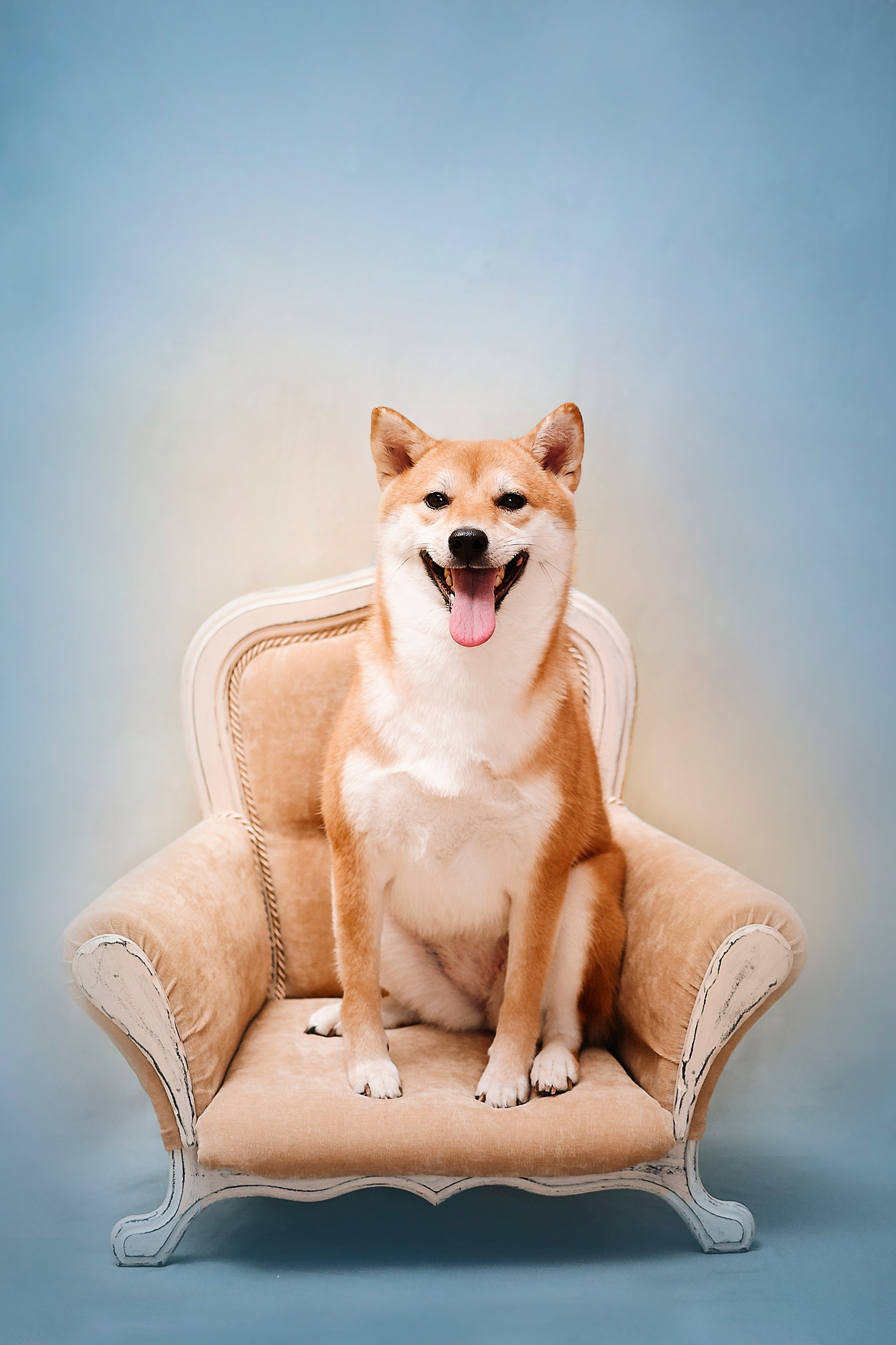 Фотосессия животных в Ижевских, фотограф животных. Детский, семейный фотограф в Ижевске и Москве Аксинья Лысенкова ADEN