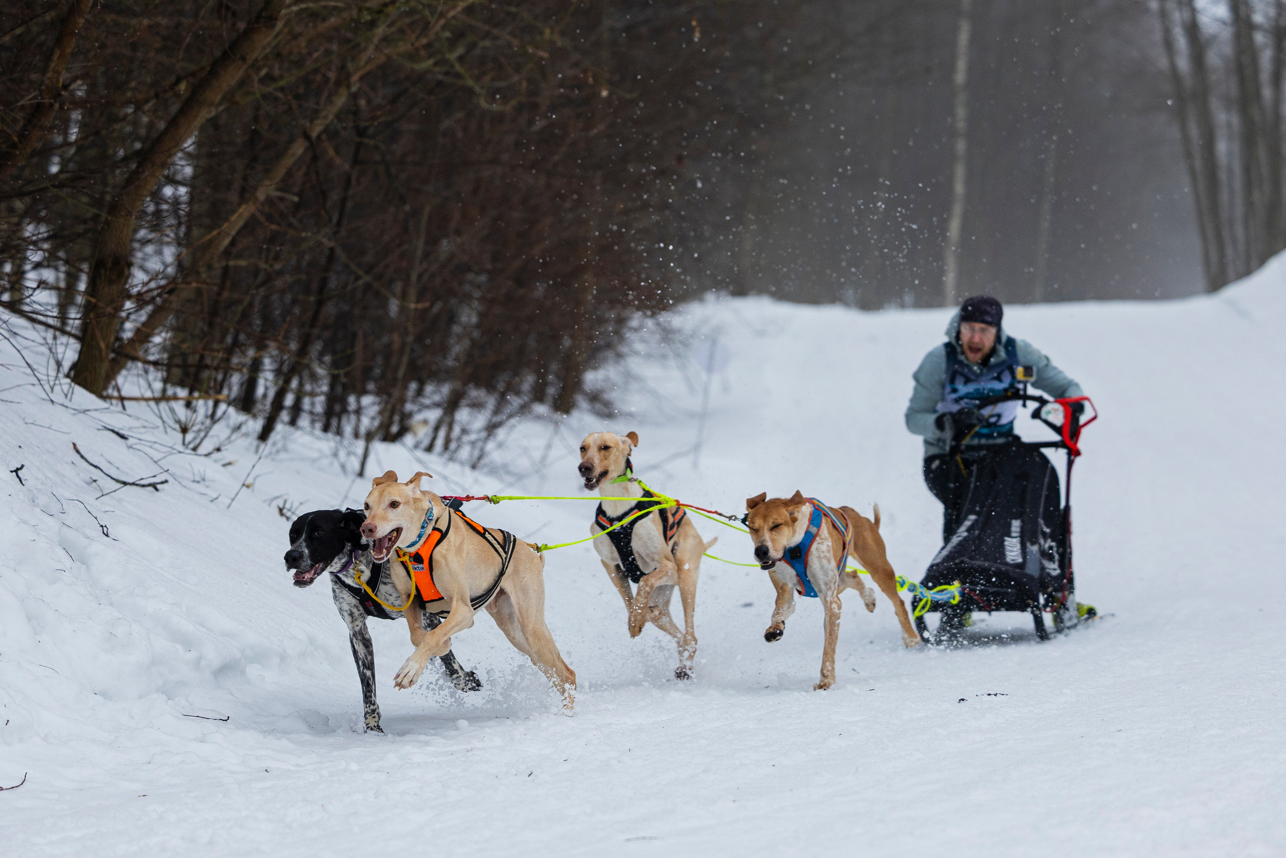 Зимний Чемпионат Санкт-Петербурга по ездовому спорту. Фотограф-анималист Анна Маринич