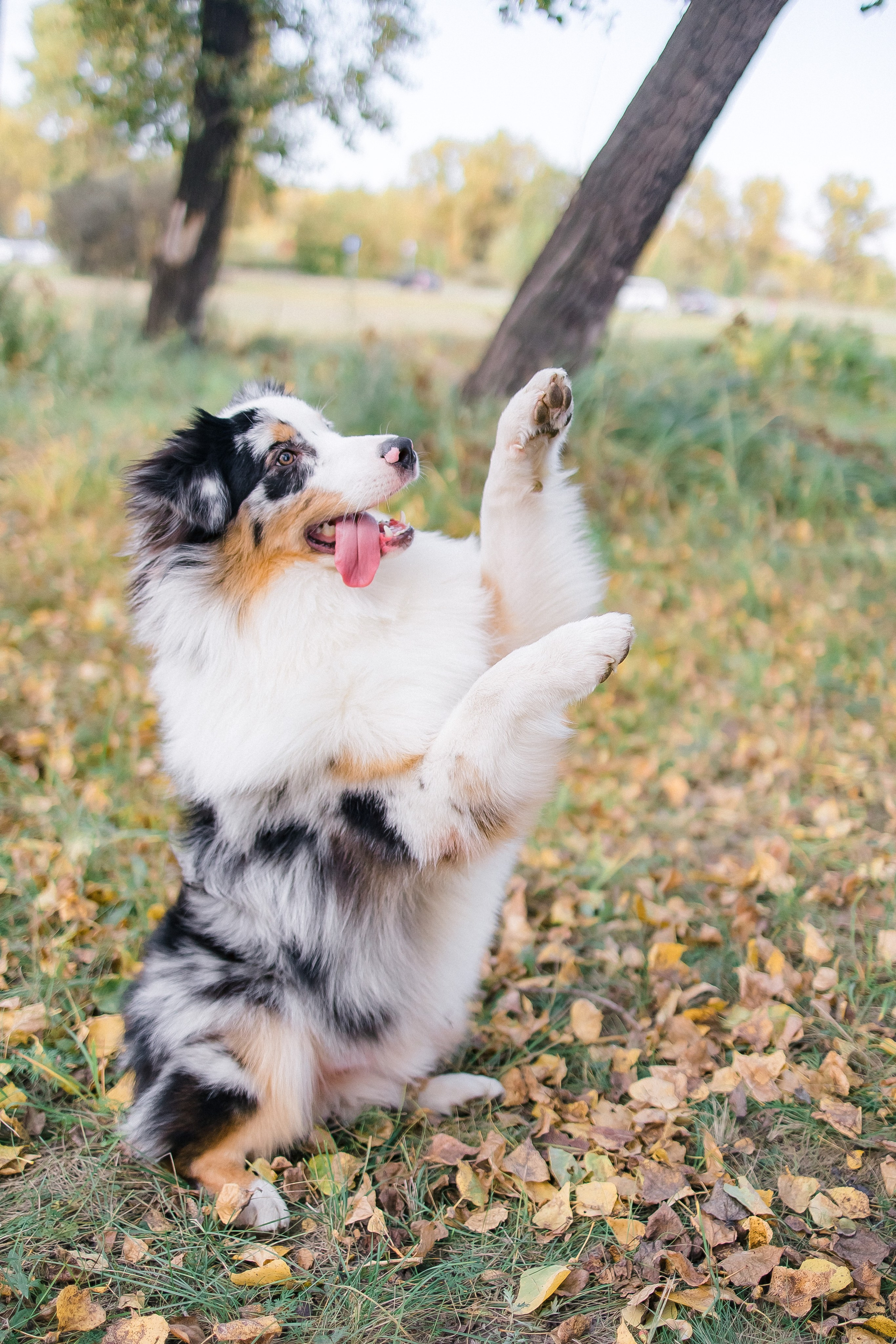 Аусси Дэймон. Свадебный и женский фотограф