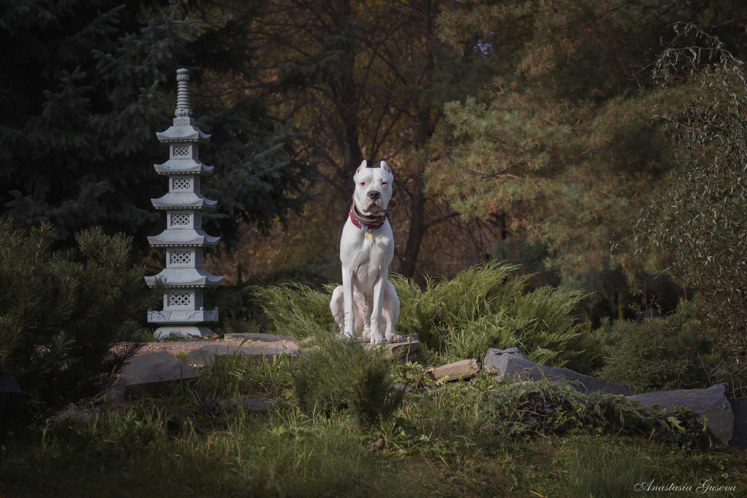 Фотосъёмка собак. Семейный и анималист фотограф в Переславле Анастасия Гусева
