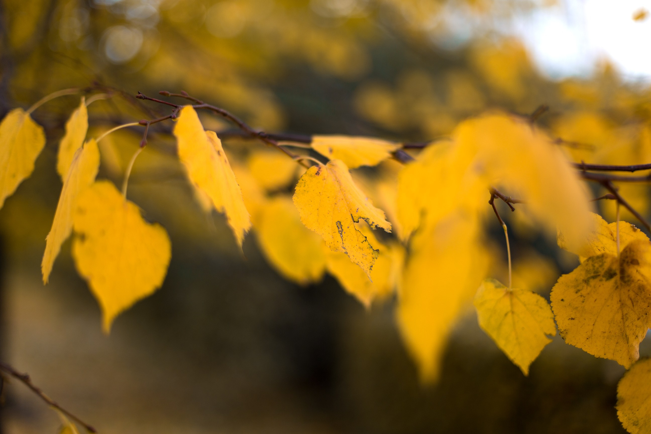Фотосъемка семейной прогулки золотой осенью. Свадебный и портретный фотограф в Санкт-Петербурге Надежда Чечулина