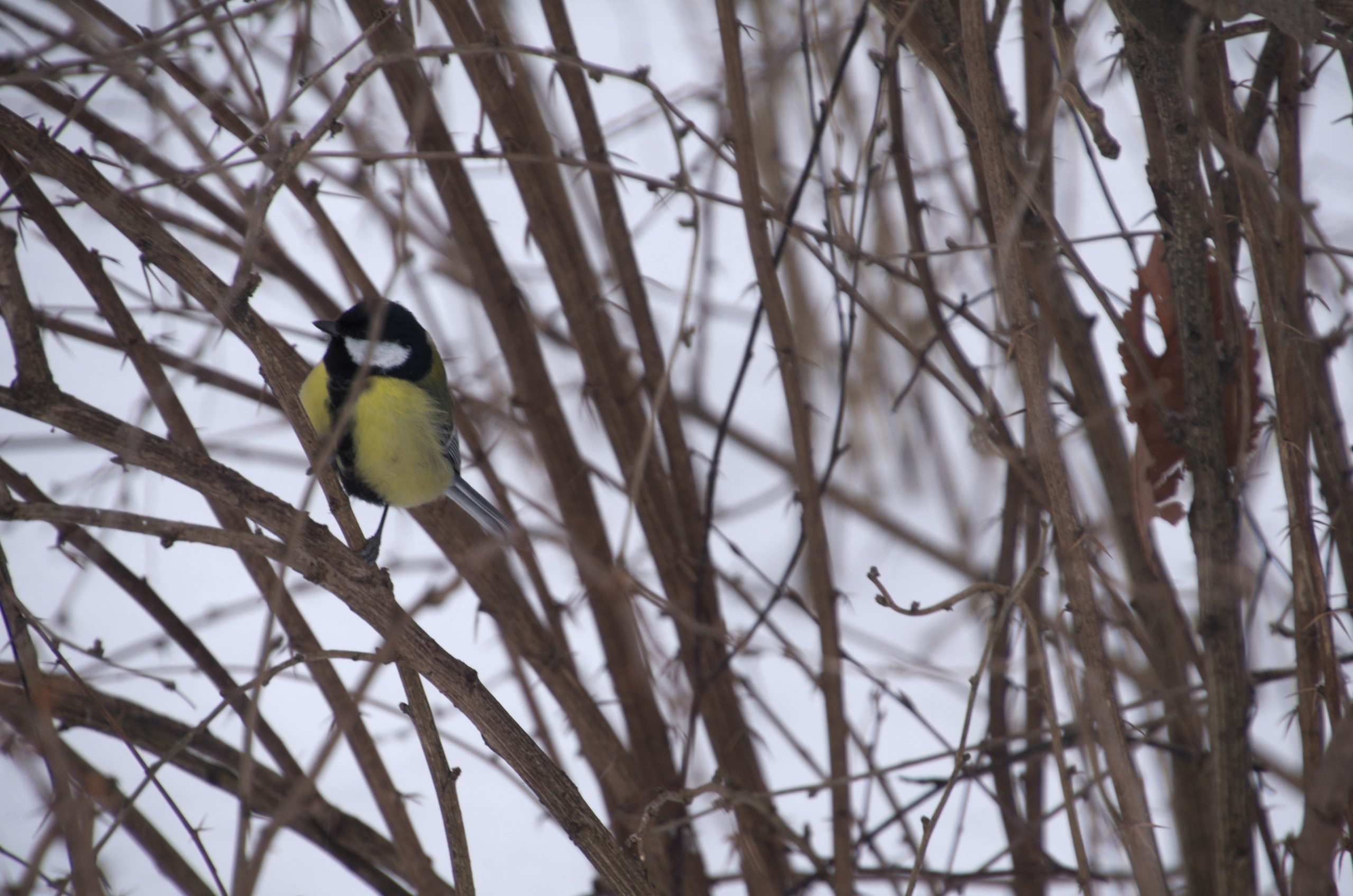 Сергиев Посад | 11.12.2016. Галерея Фантим