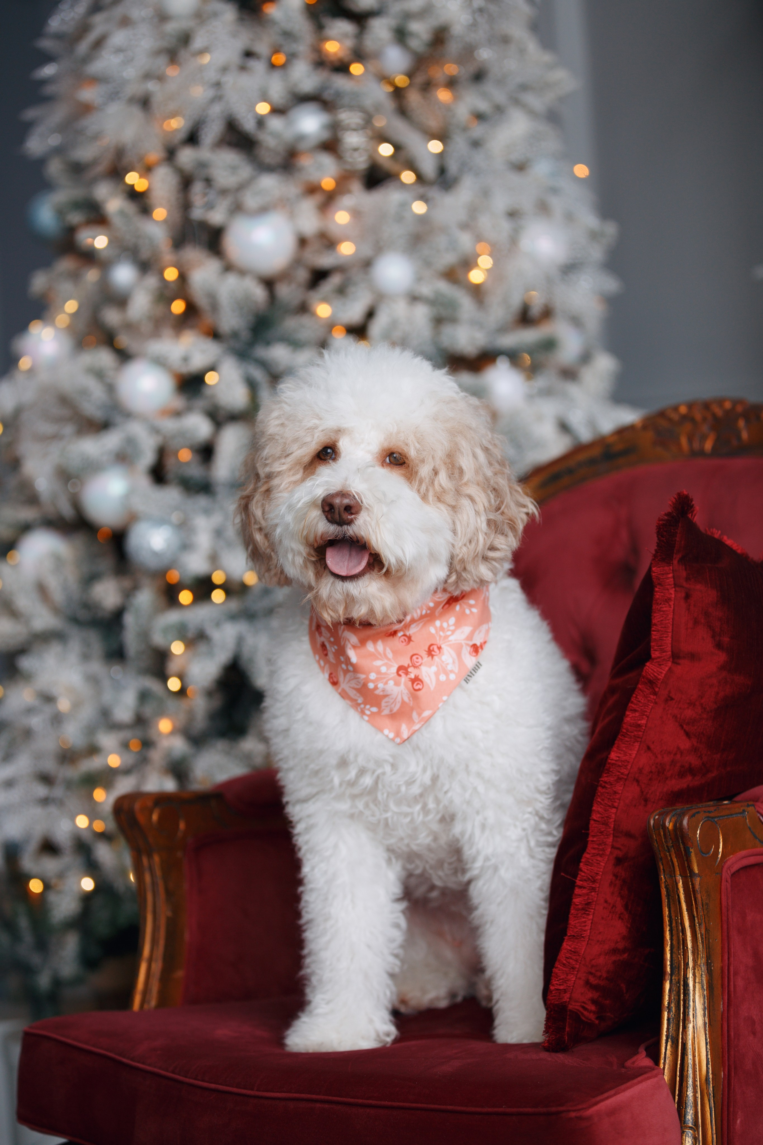Bmbh лежанки и адресники. Фотограф анималист Кристина Карпова, Москва