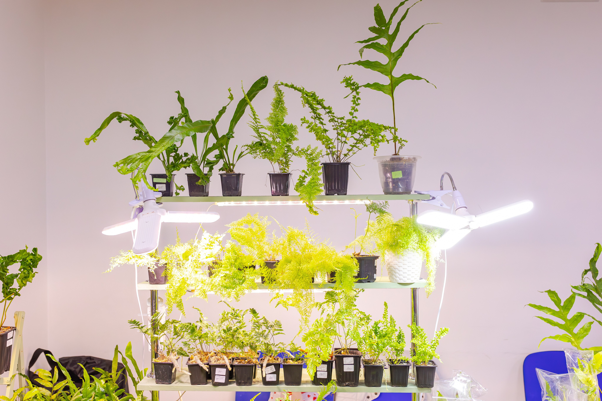 Орхидиум сентябрь 2025. Александра Куликова фотограф, Москва