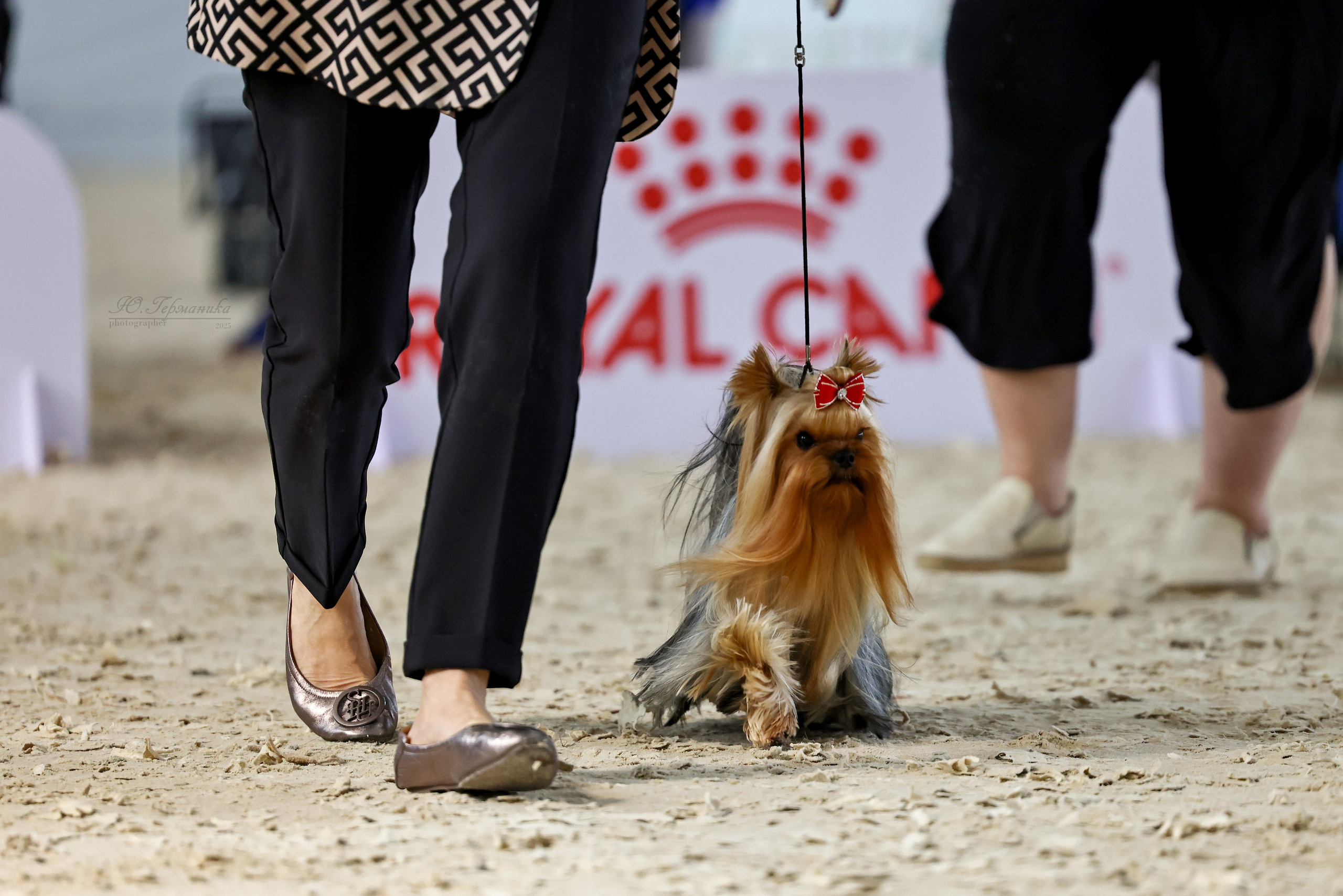 Астана 2хCACIB 26-28.09.2025. Фотограф-анималист Юлия Германика