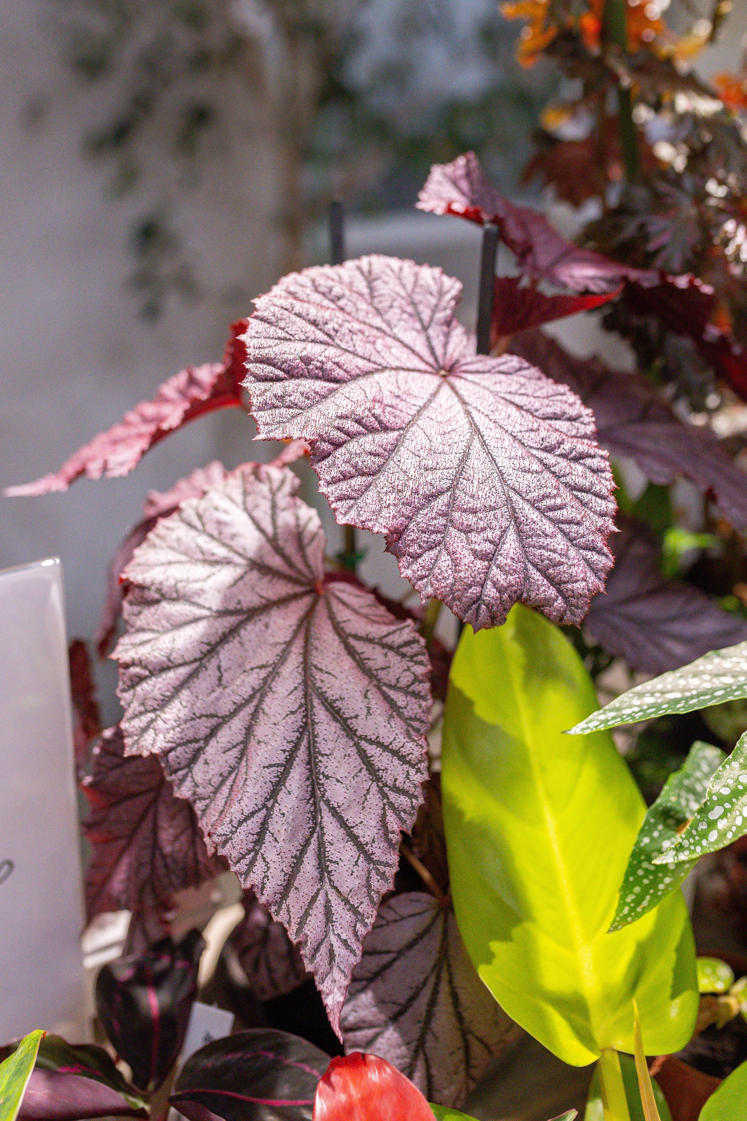 Ярмарка Green Rare 20.09.25. Александра Куликова фотограф, Москва