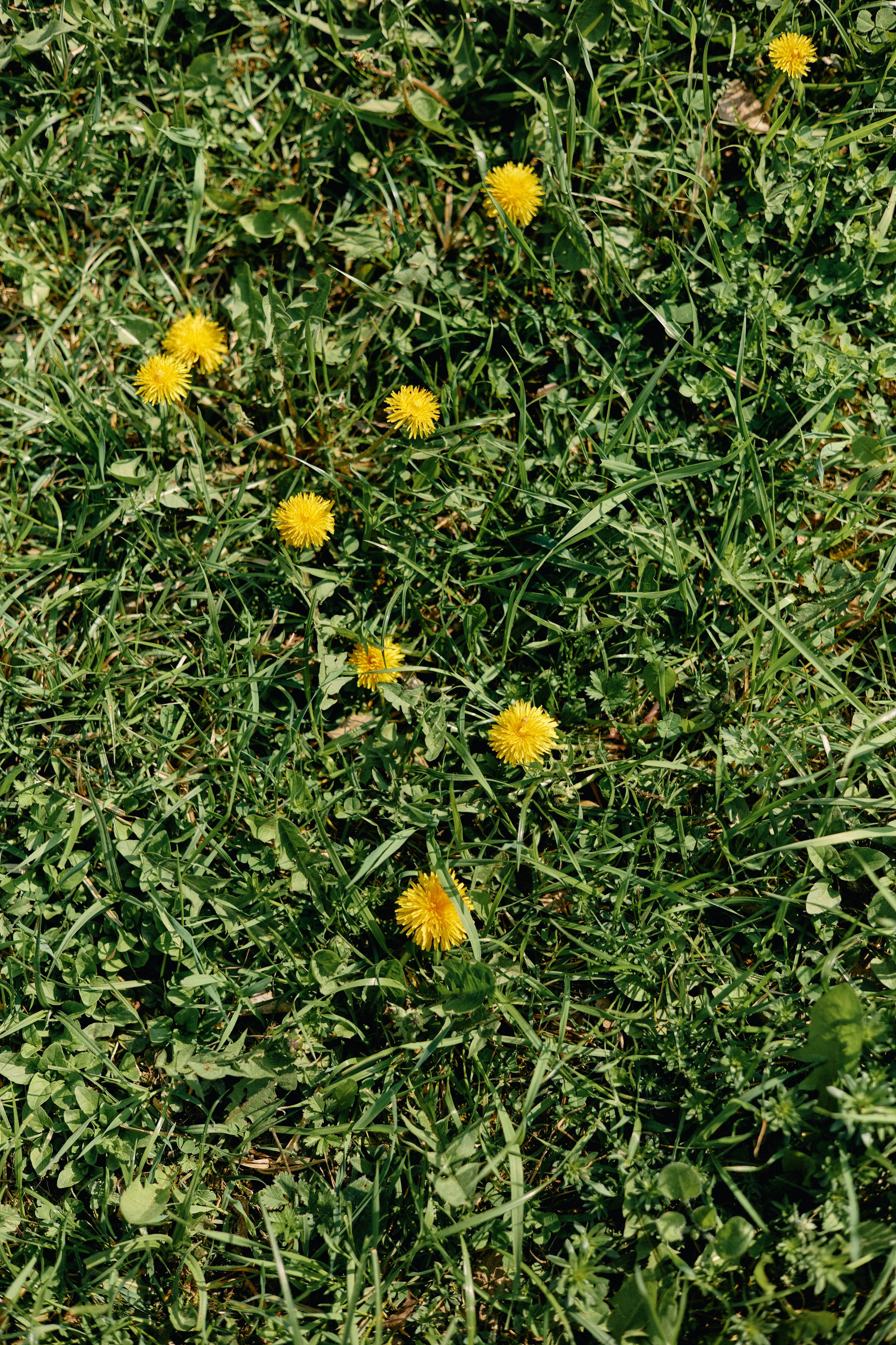Бутик-отель Поле летом. Профессиональный Фотограф во Владимире, в Москве и в Суздале — Полина Романычева