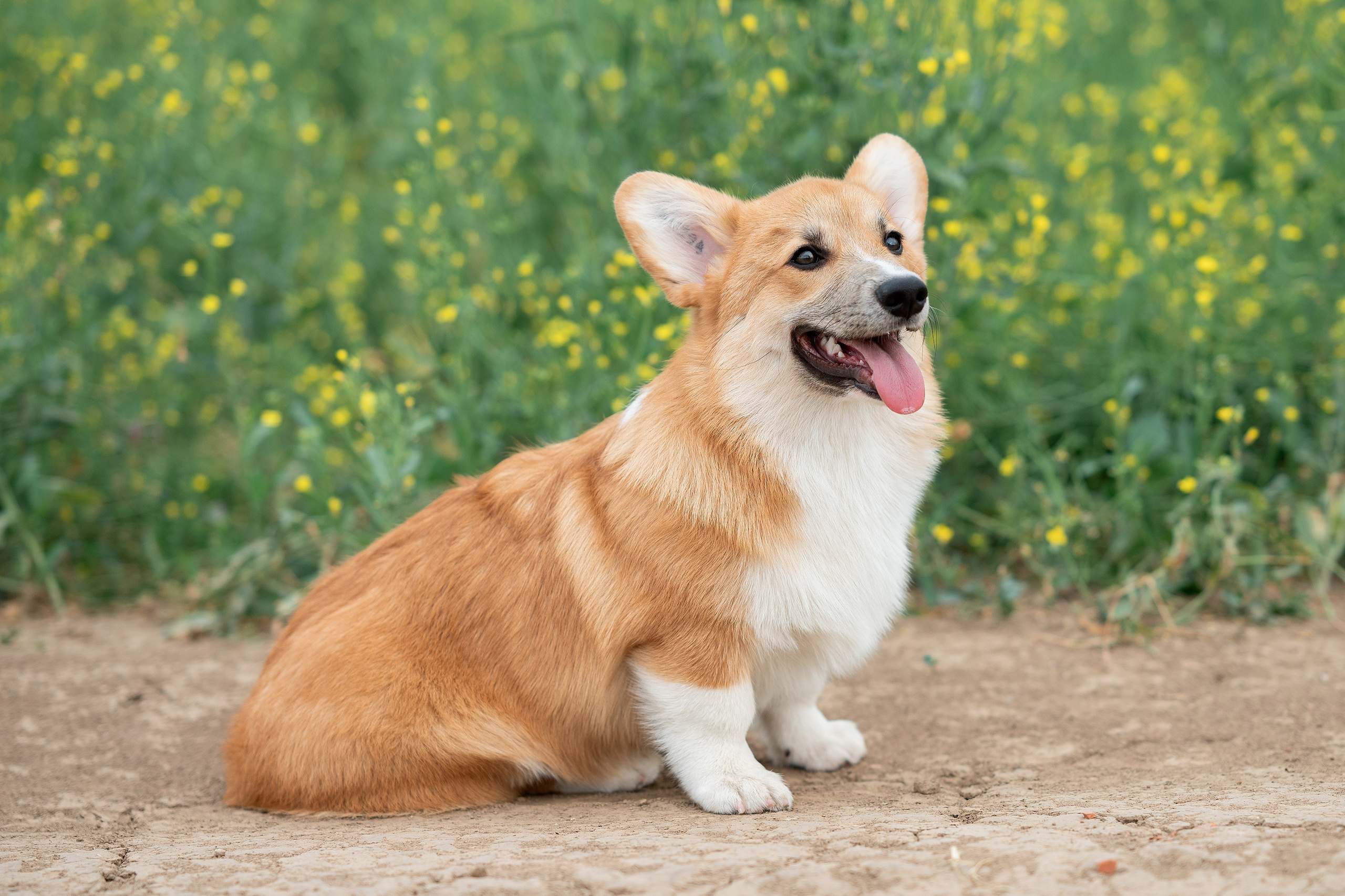 Заводчик Ольга Кушкина. Творческий фотограф Вологда