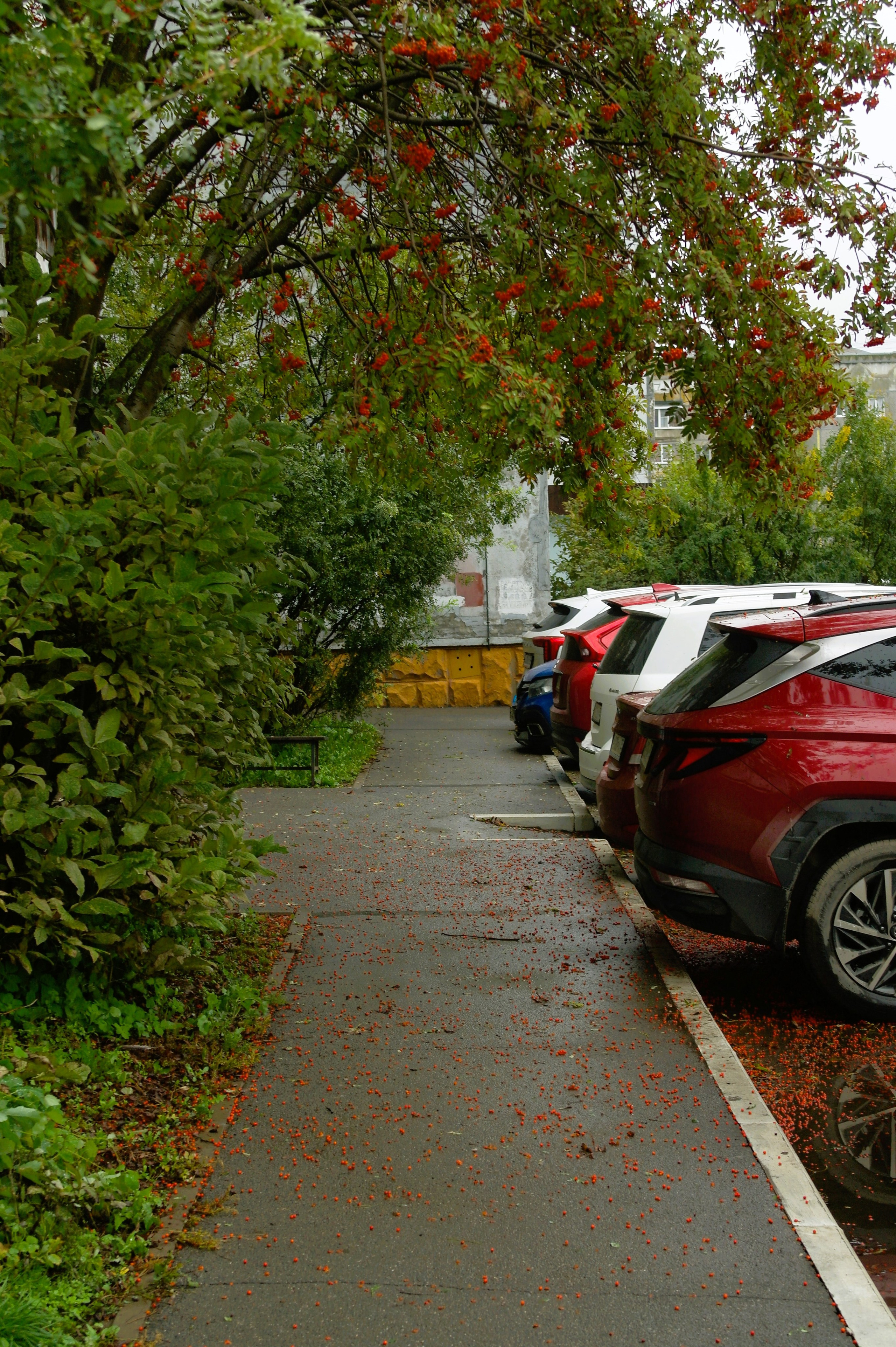 Сентябрь 2025. Den Mirov — Фотограф, Музыкант