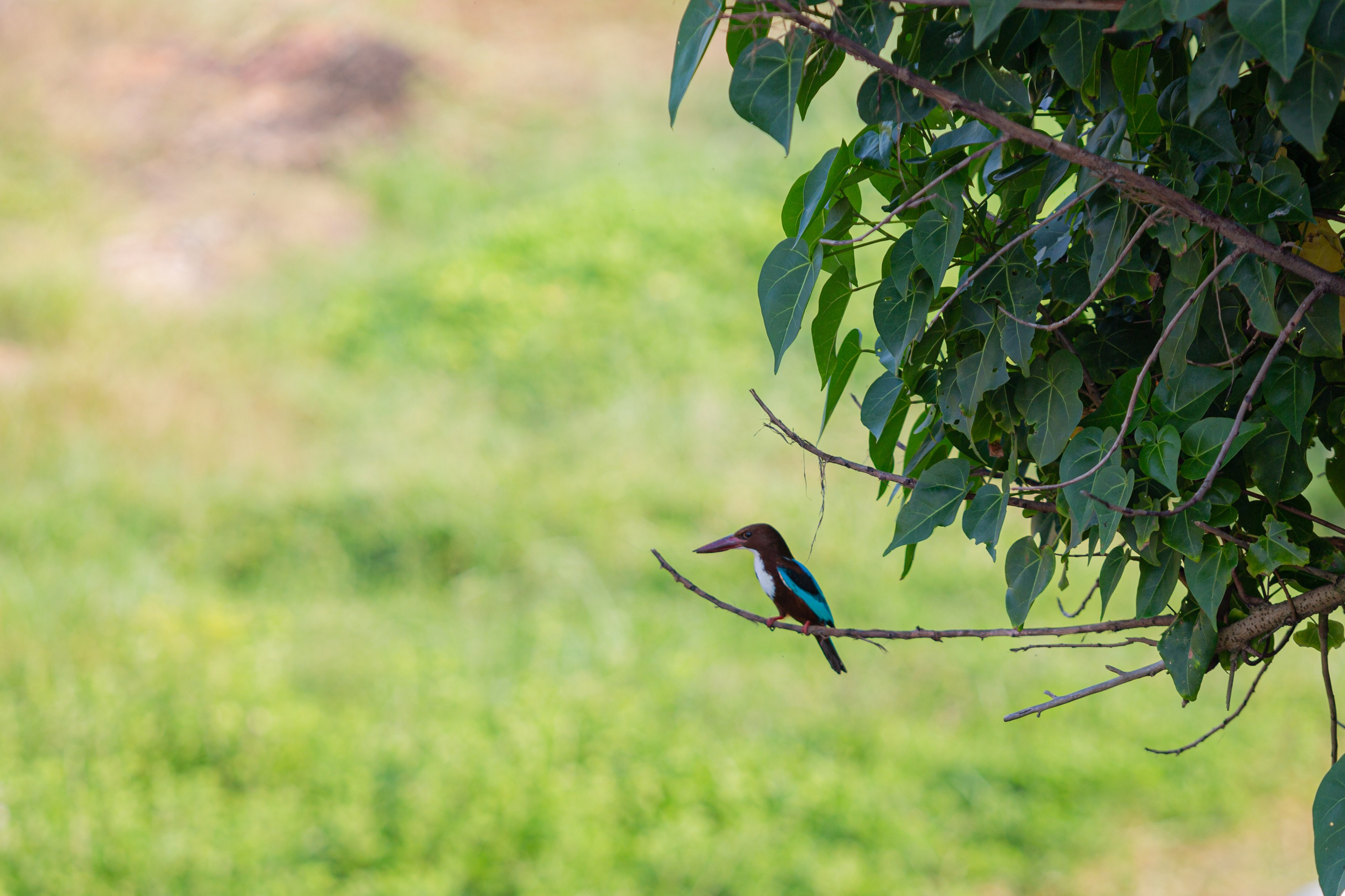 Galle. Фотограф Сонкина Татьяна