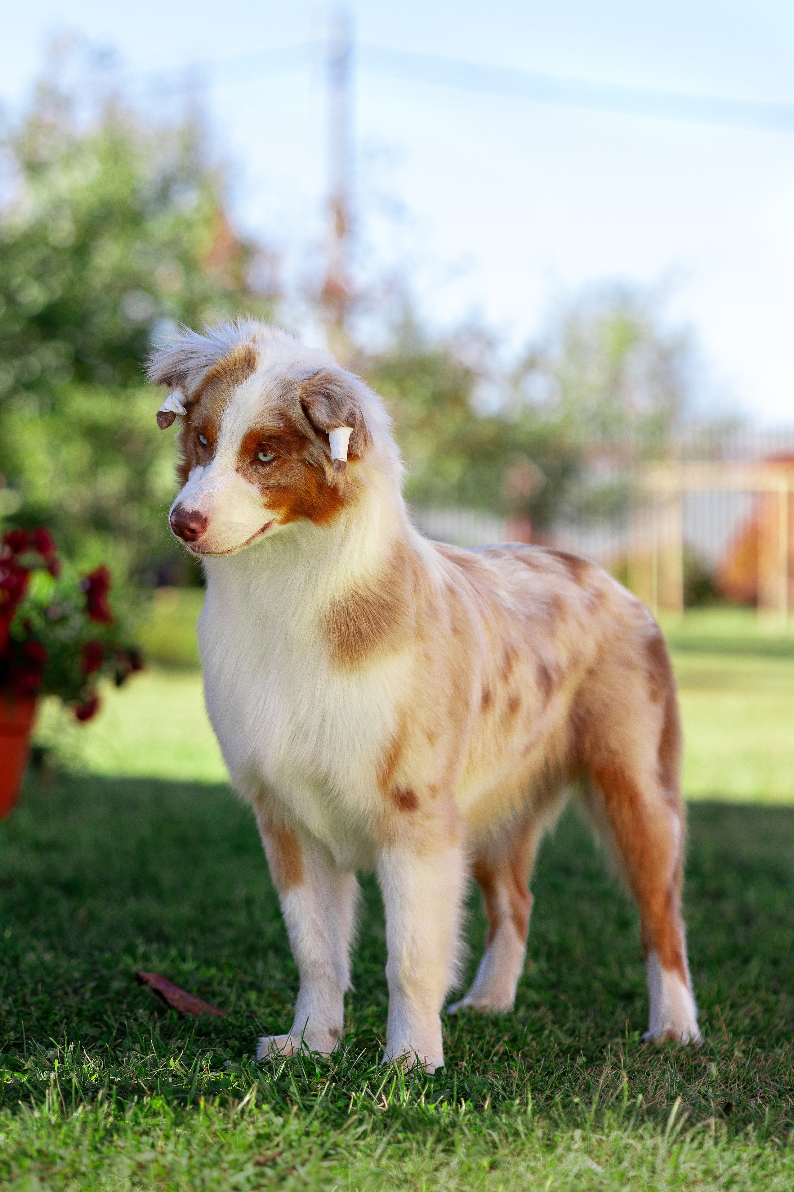 Собаки. Фотограф Яна Матвеева в Ижевске