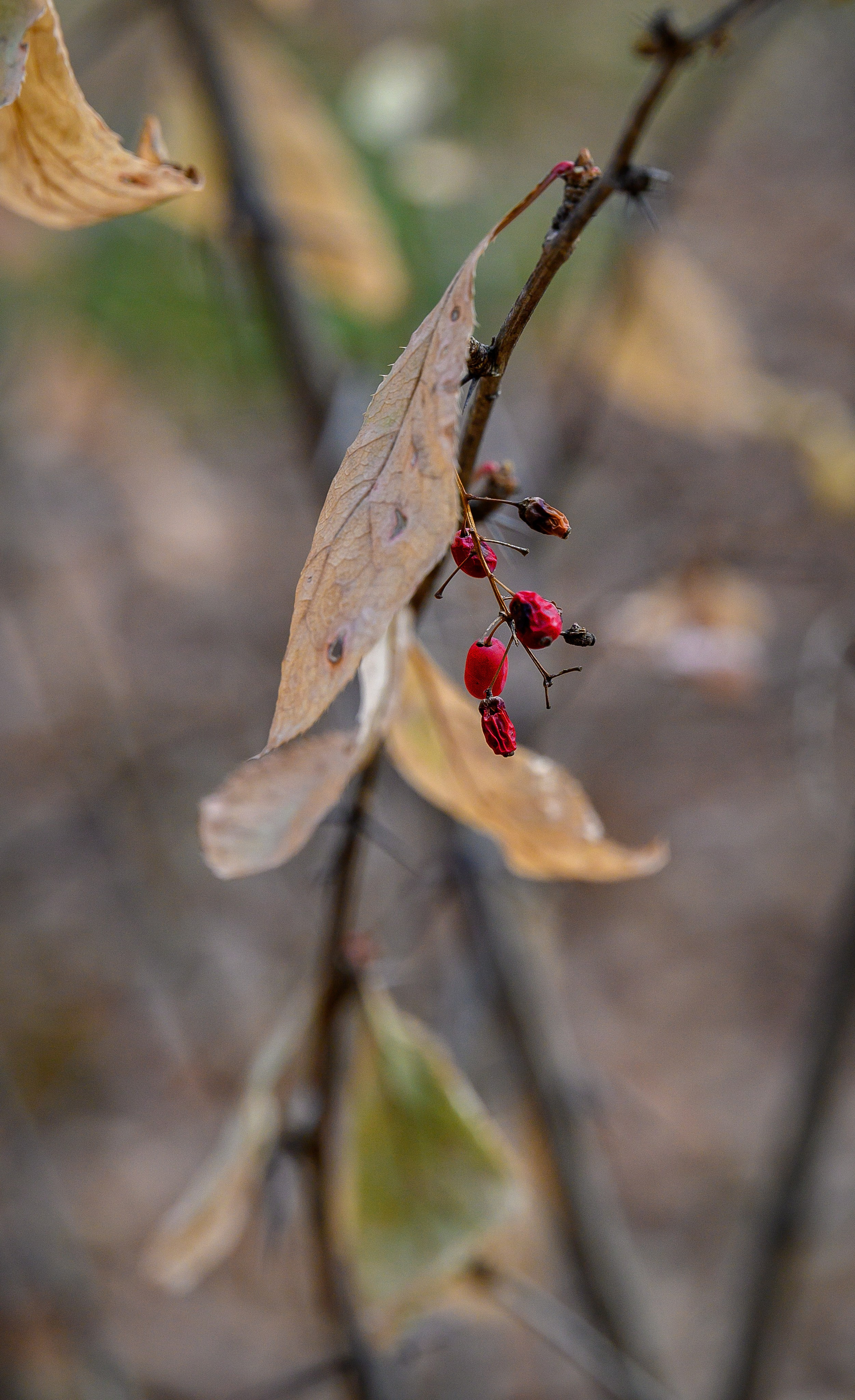 Осень. FotoGraf