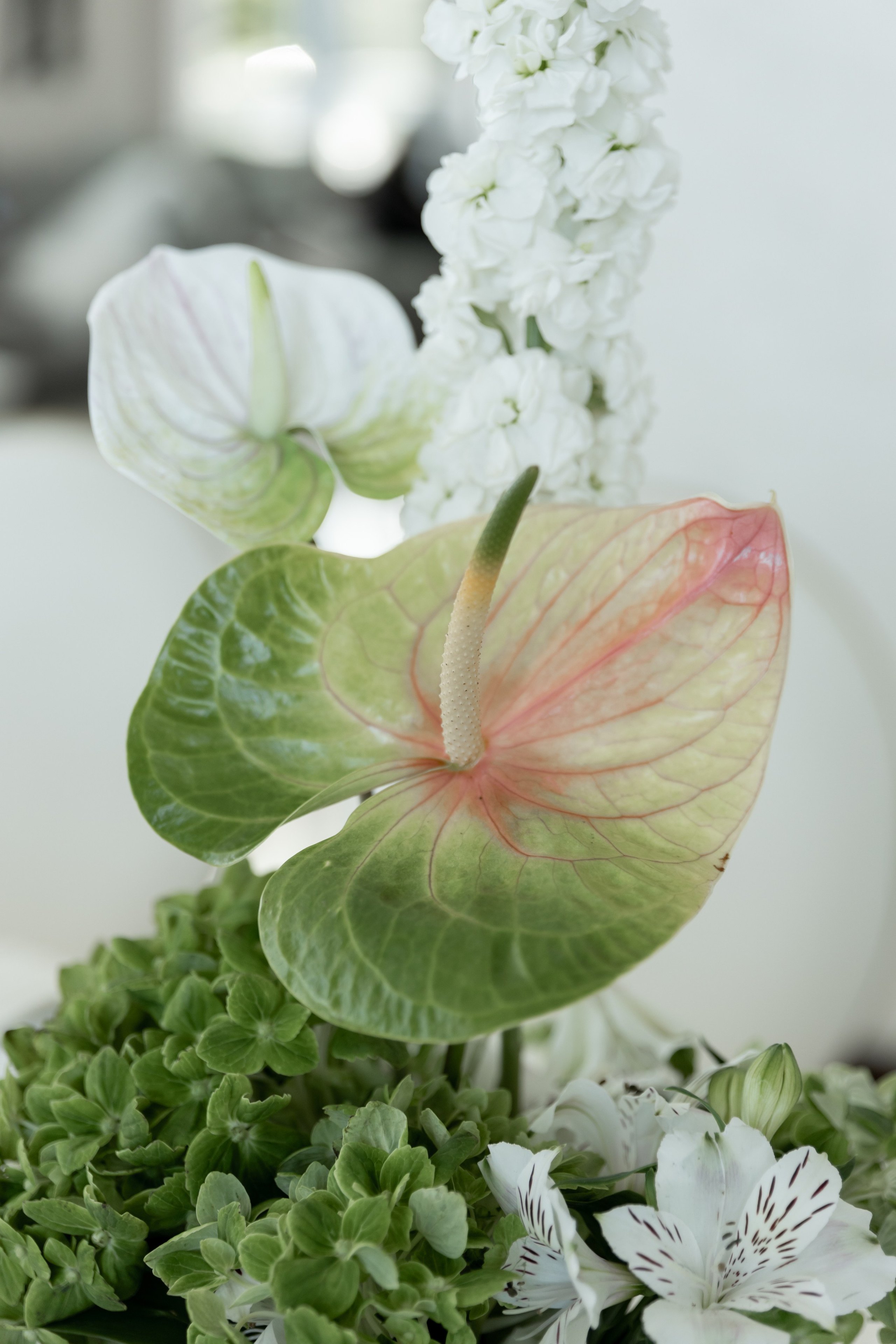 Лучиано. Олег и Юлия. Свадебный и семейный фотограф в Крыму и Севастополе Дарья Королева