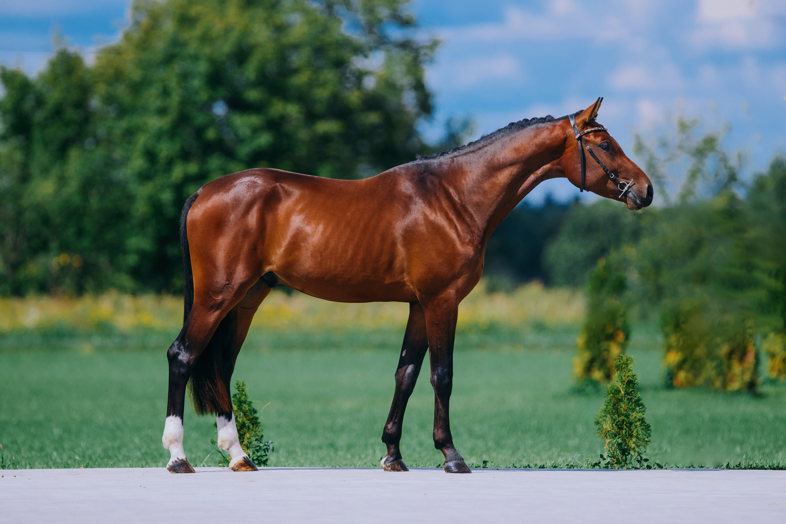 Экстерьеры. Фотограф-анималист Ксендзова Кристина