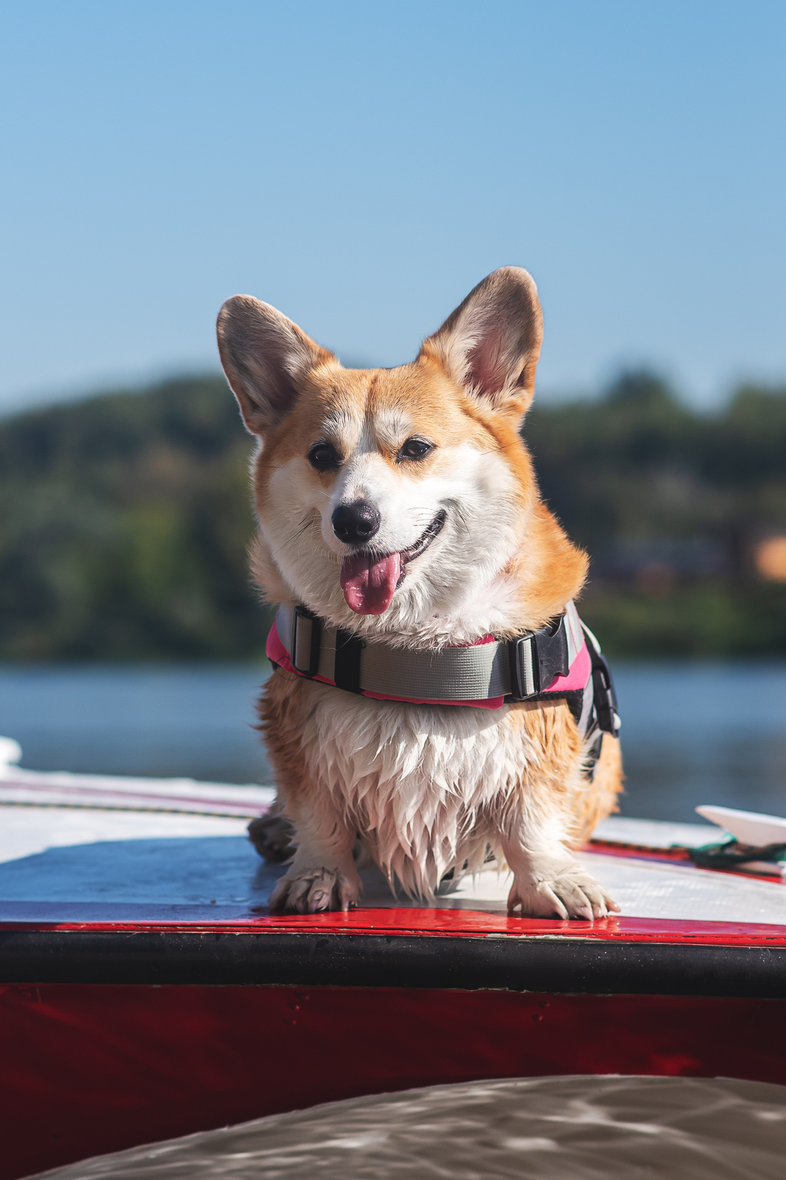 Майк и Лея — 29.08.2024. Фотограф — Анималист | Анна Абрамова