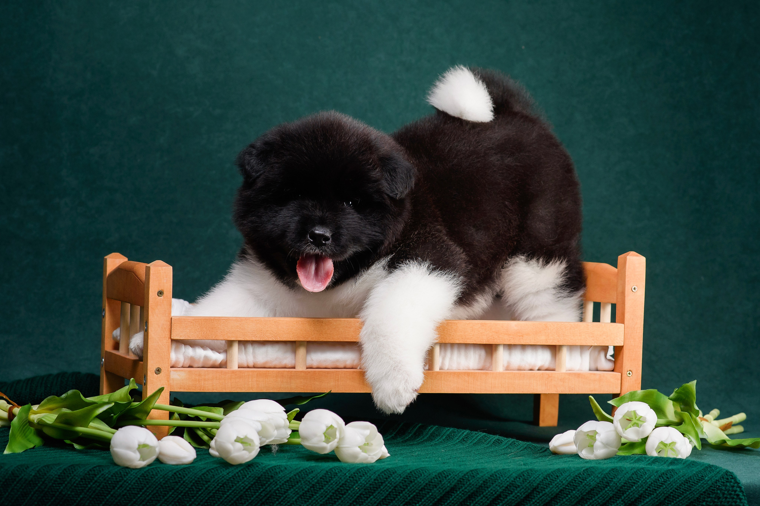 Щенки Американской Акиты. Фотограф — Анималист | Анна Абрамова