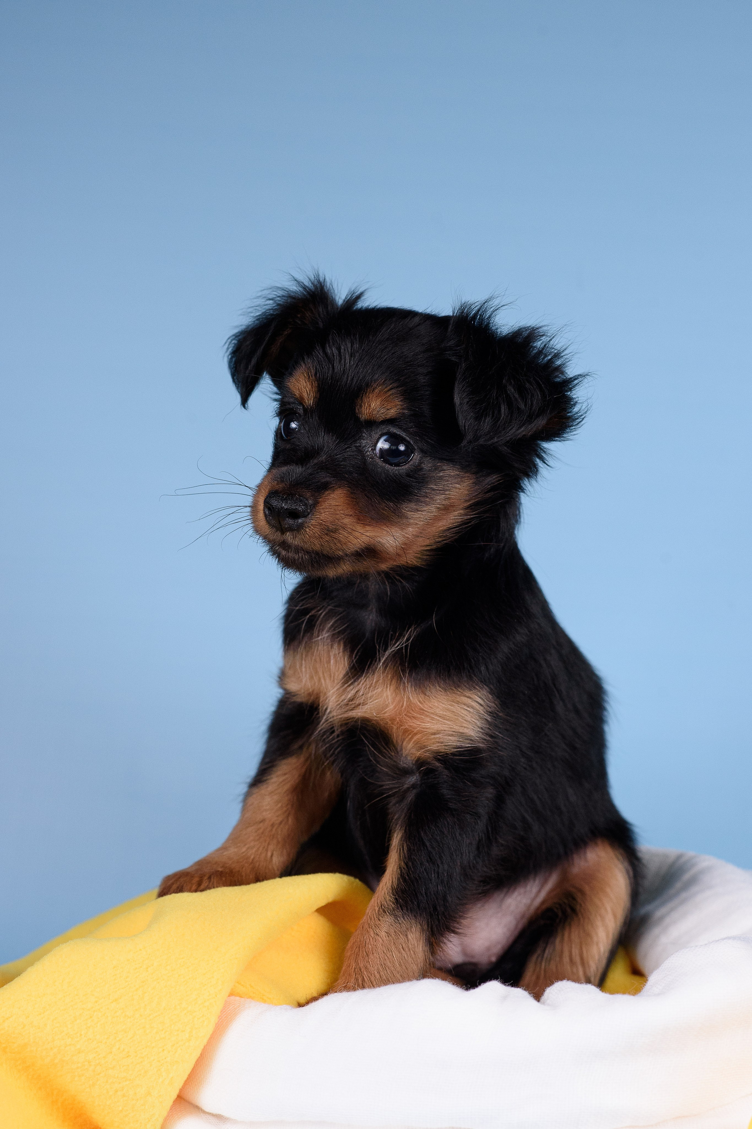 Щенки Пражских крысариков -13.04.2024. Фотограф — Анималист | Анна Абрамова