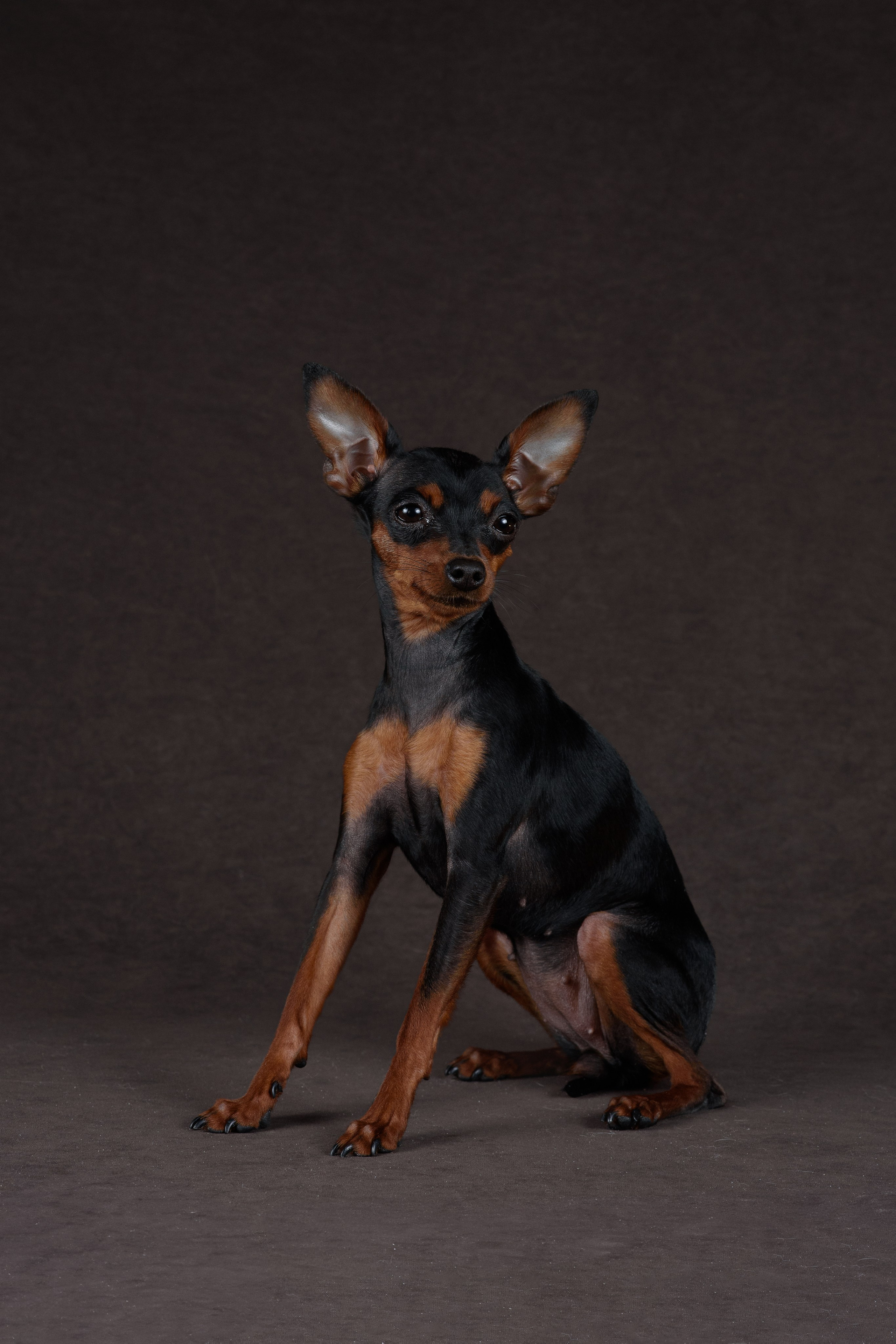 Пражский крысарик Лия — 15.03.2024. Фотограф — Анималист | Анна Абрамова