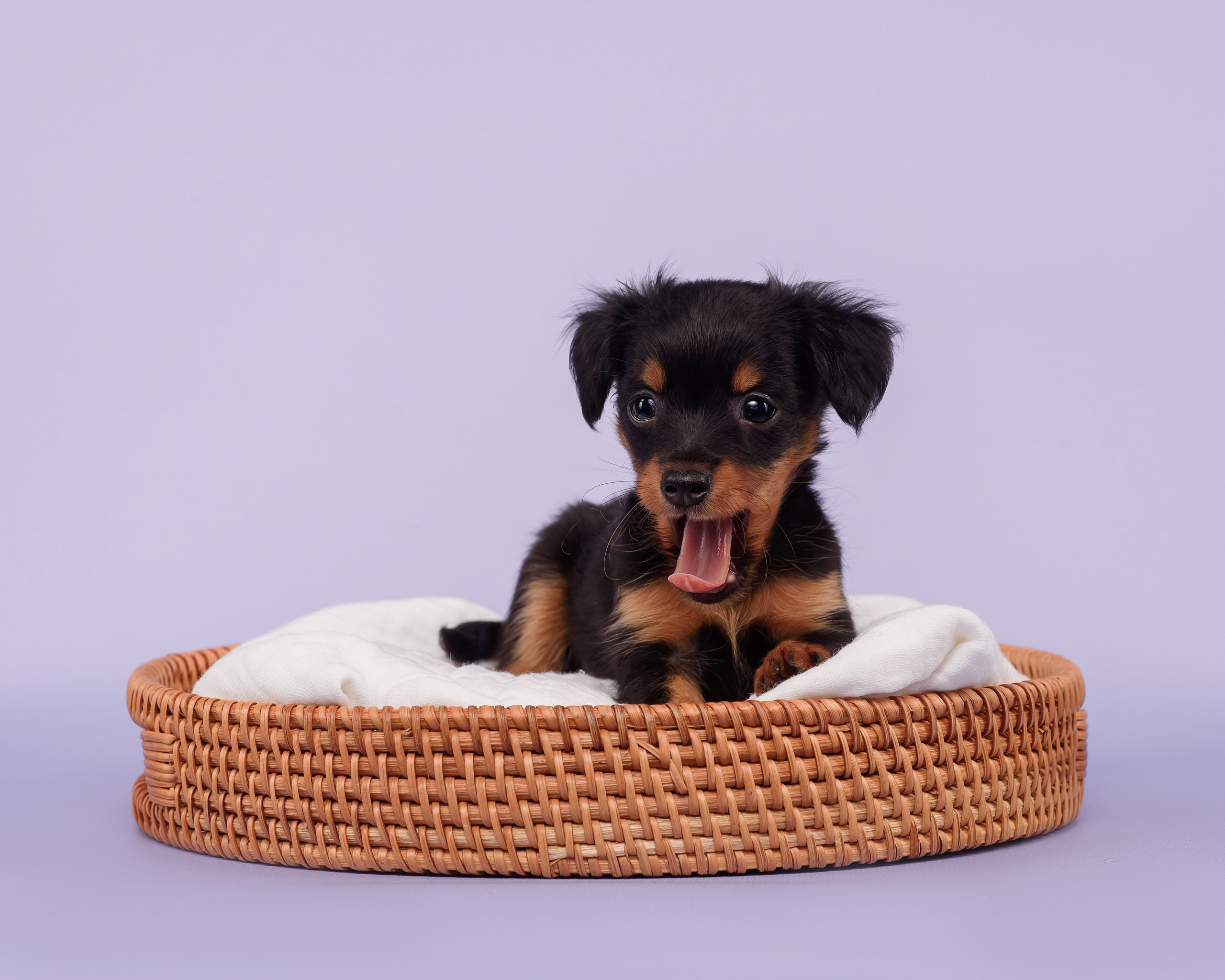 Малыши пражских крысариков — 30.07.2025. Фотограф — Анималист | Анна Абрамова