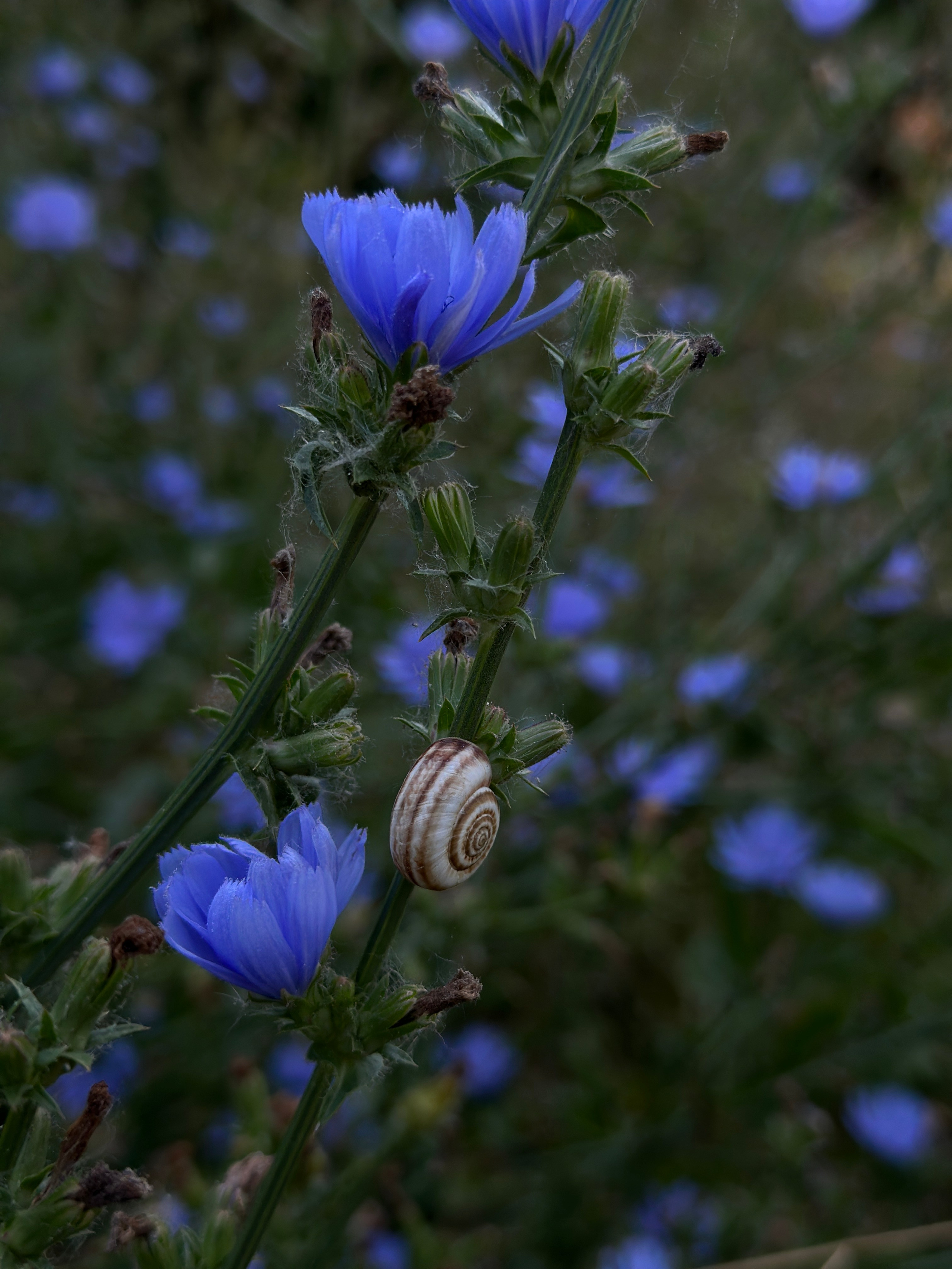 Макро любовь. Смотри, красота!