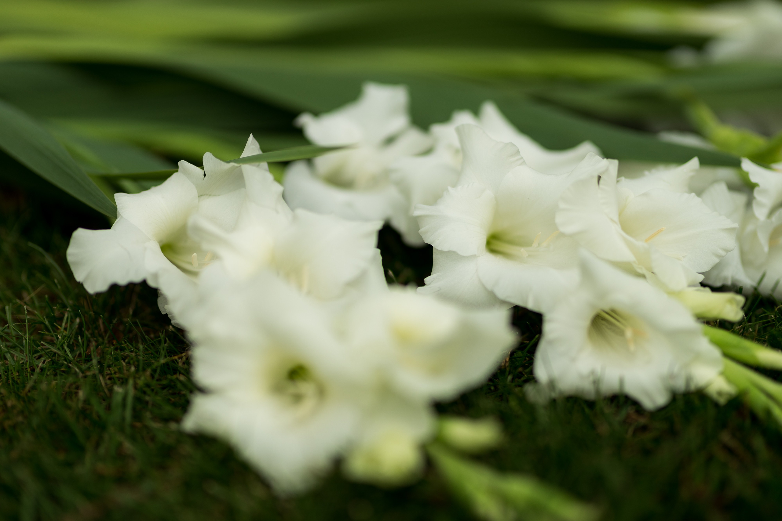 Д&Е. Свадебный фотограф Гомель