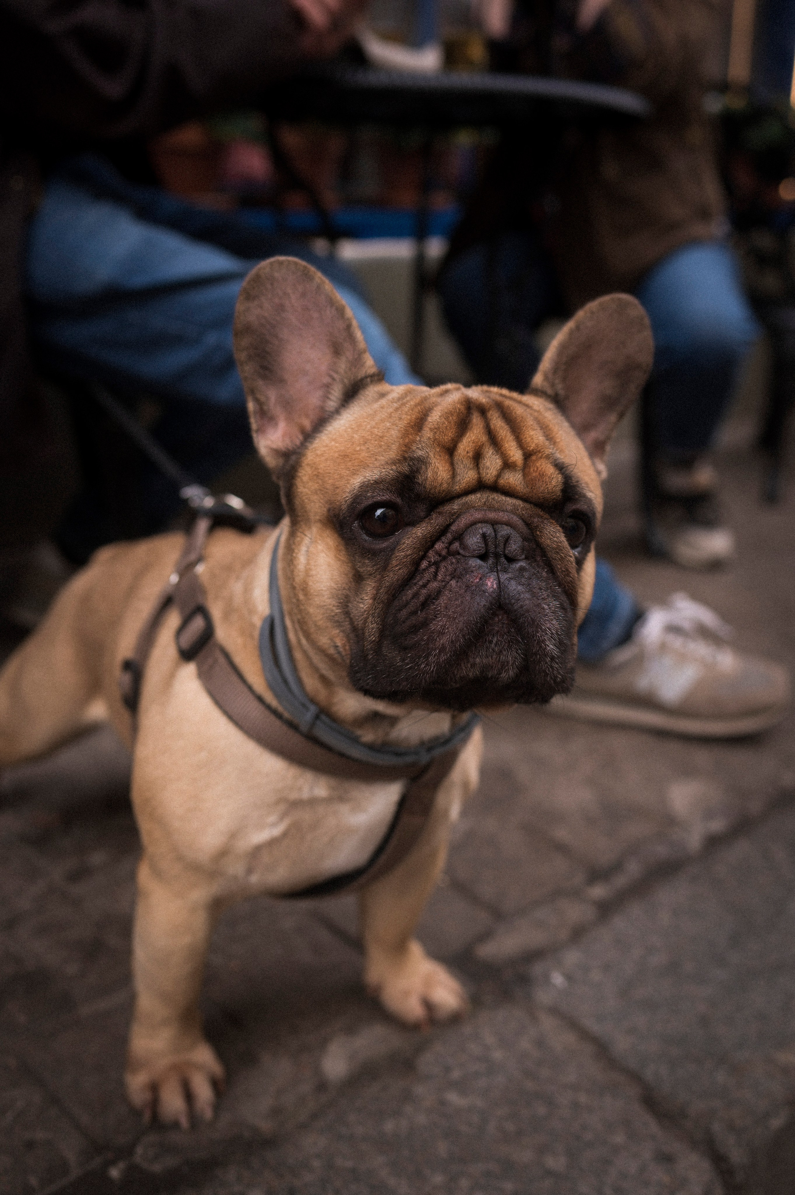 North 2024. Kartascheff