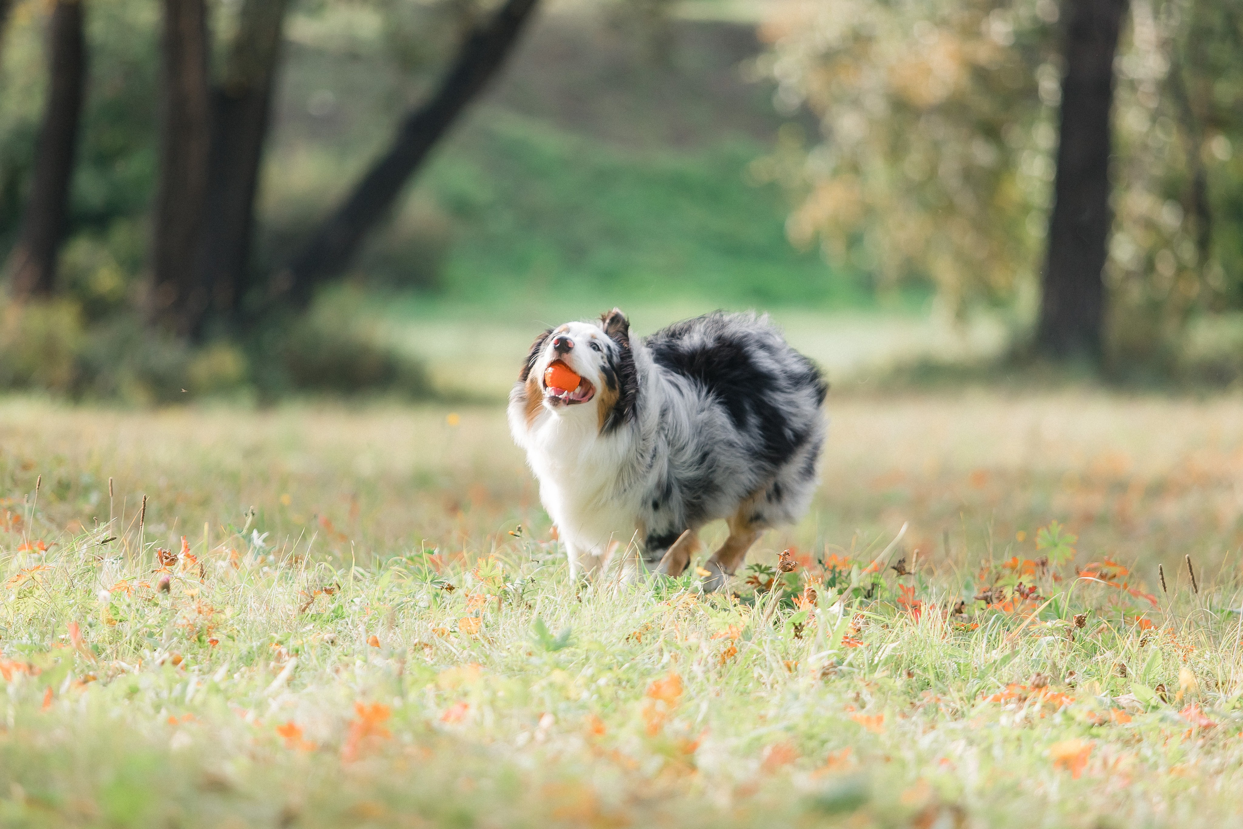 Аусси Дэймон. Свадебный и женский фотограф