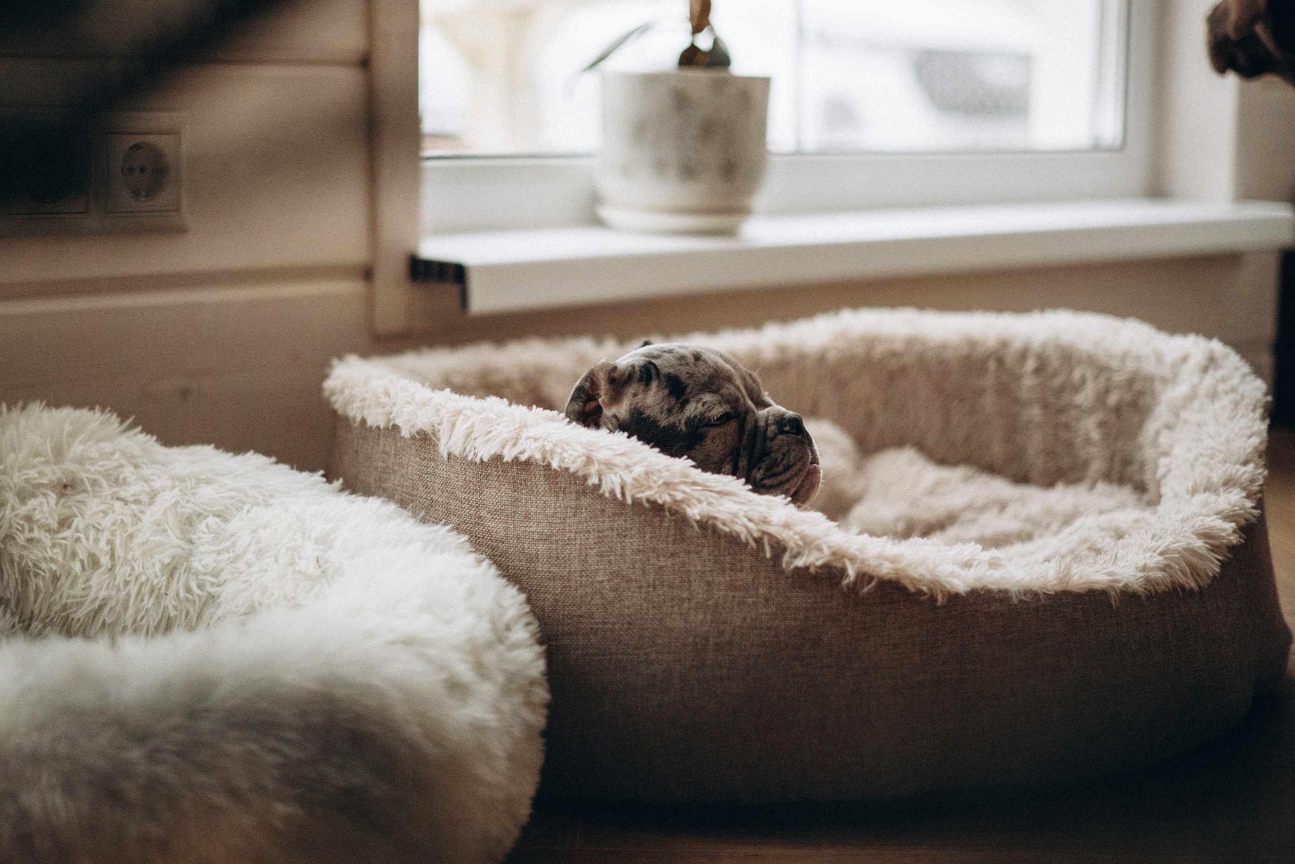 Семейная для Ксюши. Фотограф — Анималист | Санкт-Петербург