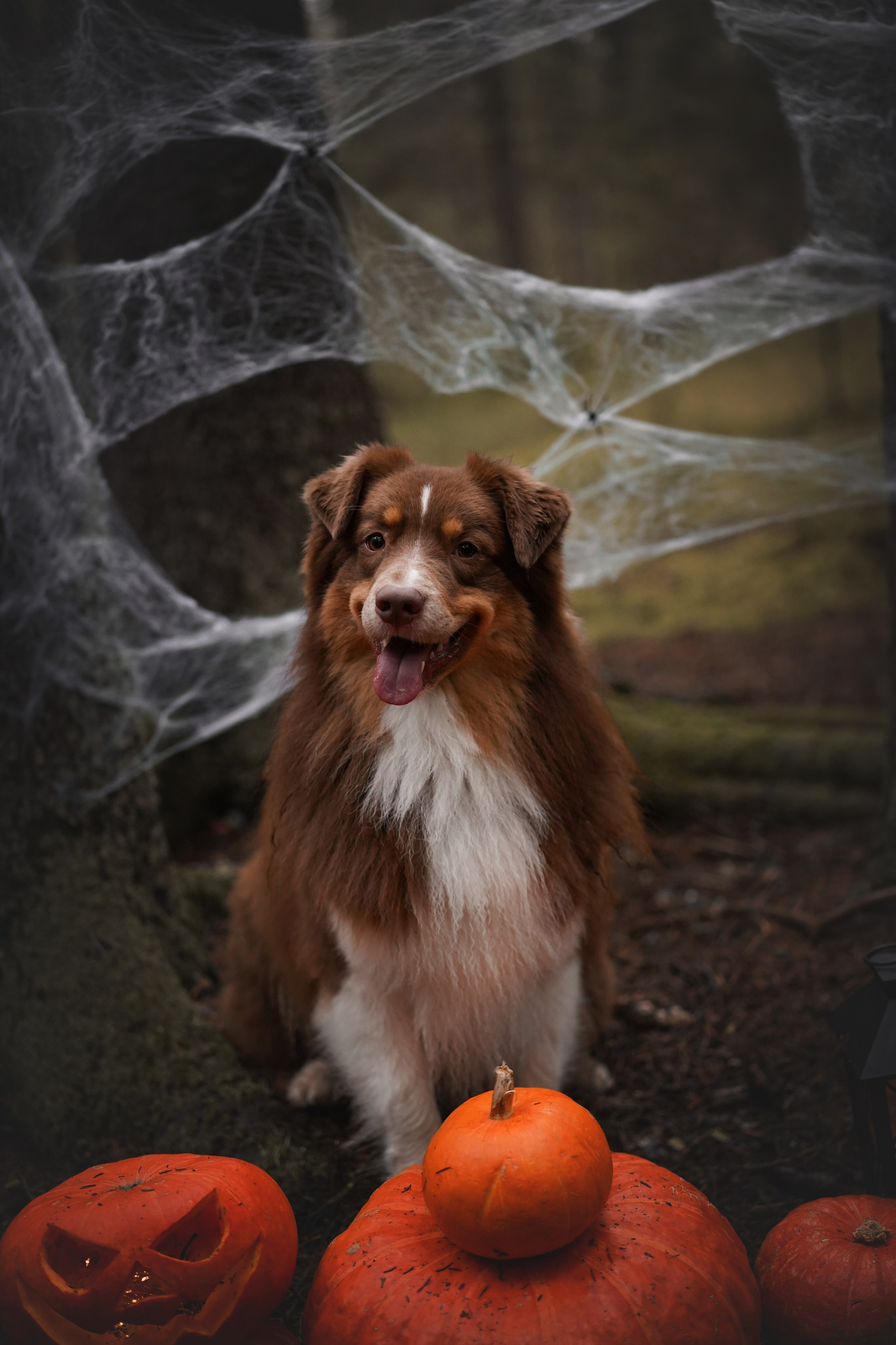 Аусси Хэллоуин 24. Фотограф-анималист в Санкт-Петербурге Яна Мартынова