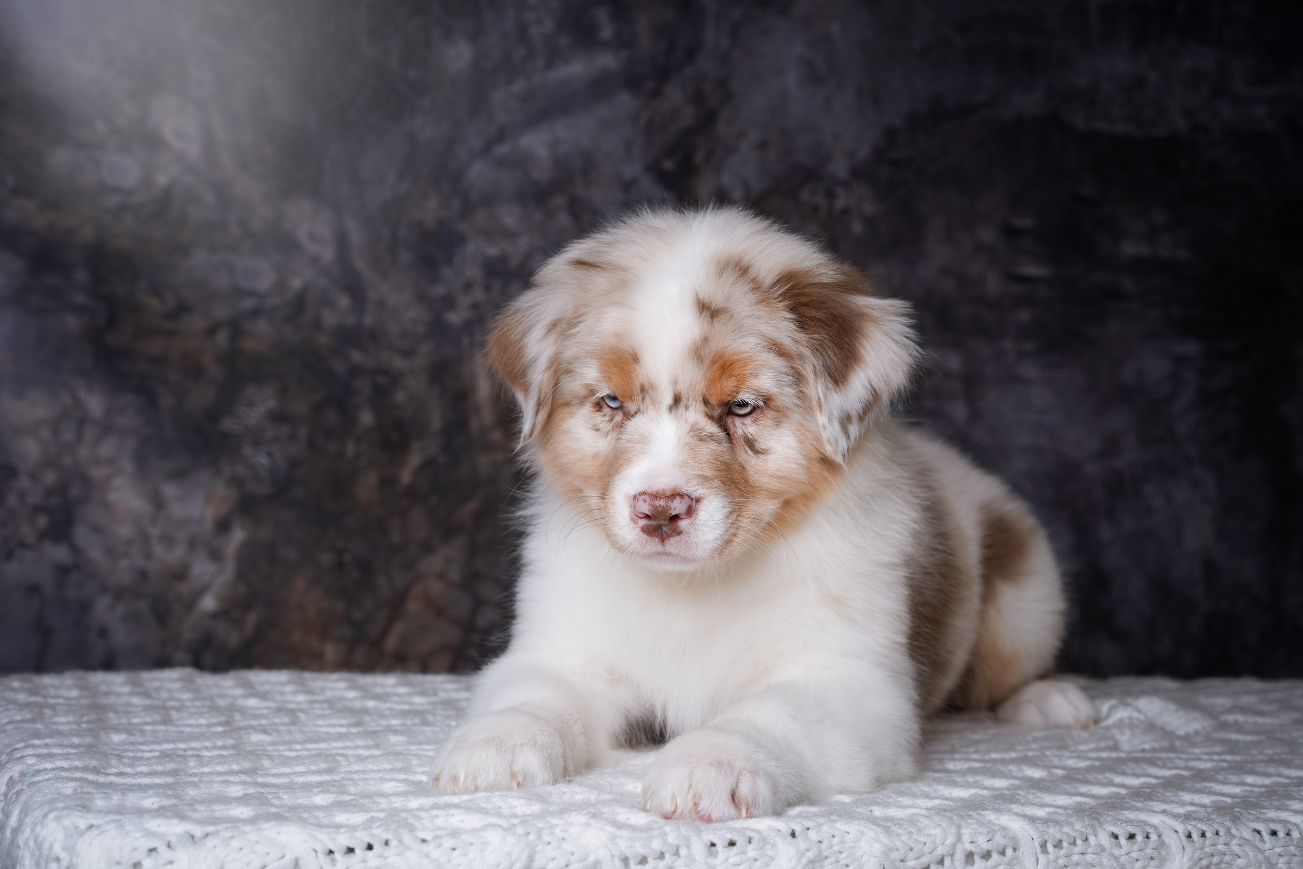 Щенки аусси. Фотограф-анималист в Санкт-Петербурге Яна Мартынова