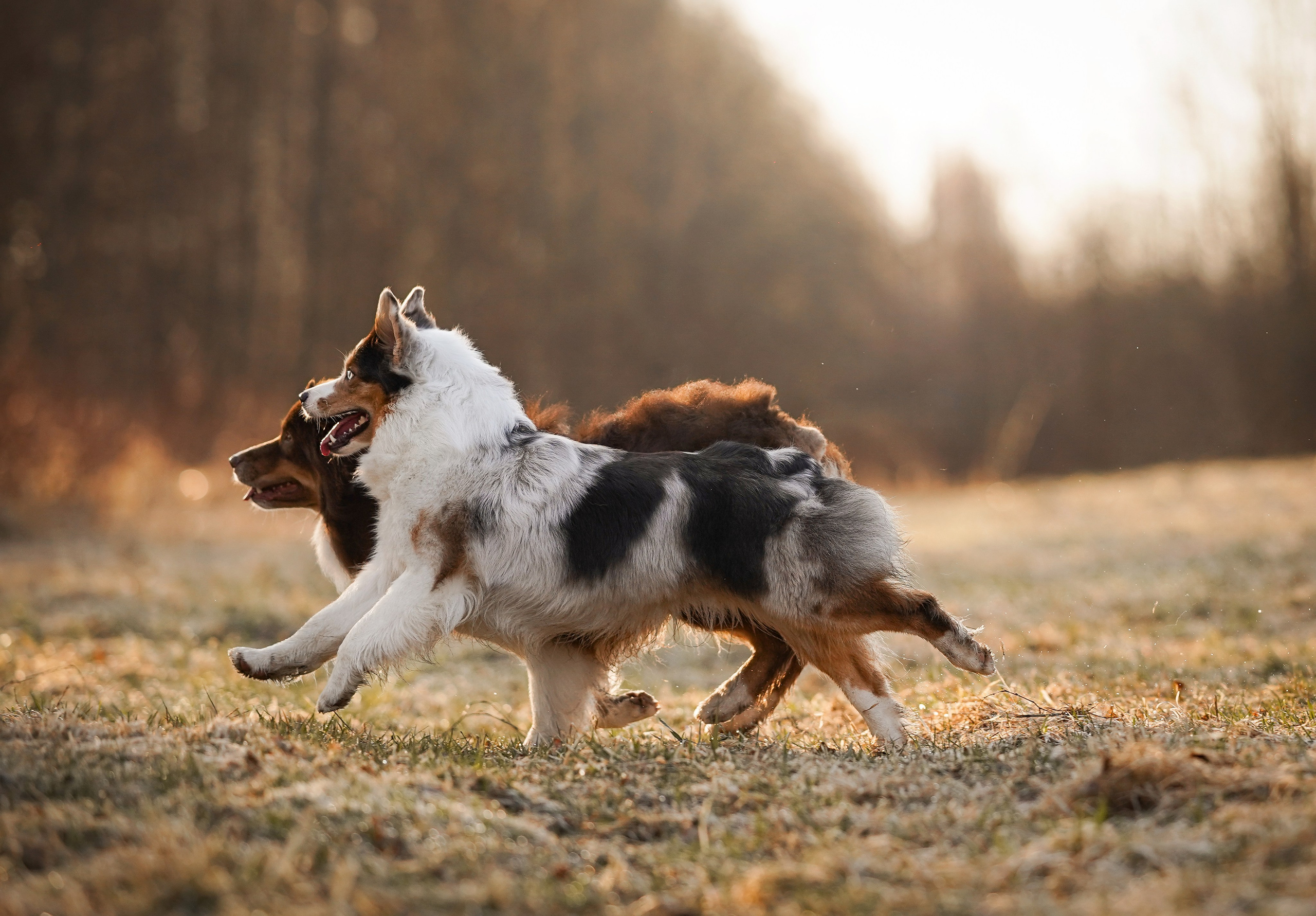 Кристина Рокки и Валькирия. Фотограф-анималист в Санкт-Петербурге Яна Мартынова