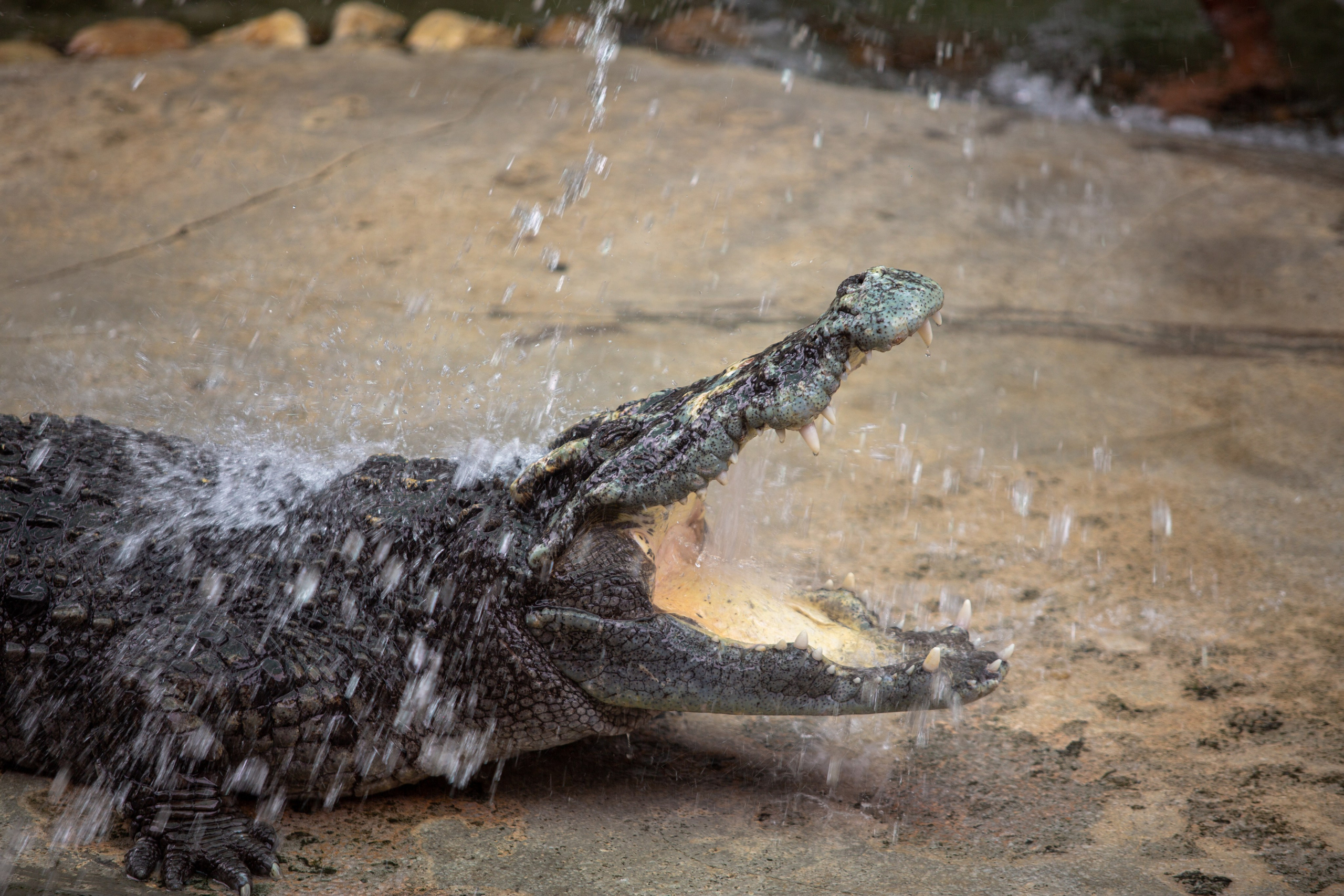 Samut Prakan Crocodile Farm & Zoo. Photographer Sonkina Tatiana (Tanya Ash)
