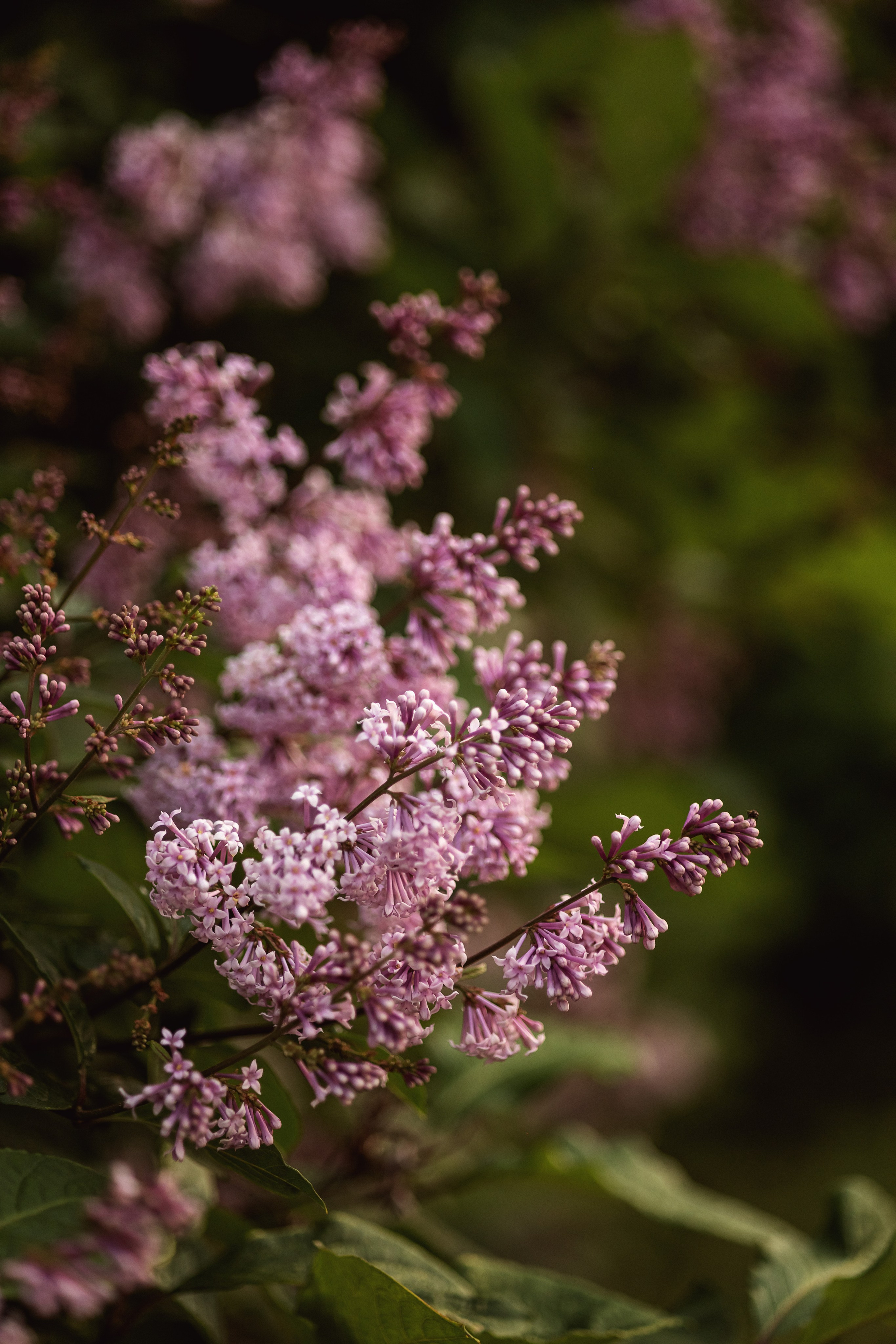 Петербургская сирень. Портретная съемка дома, на улице, в студии