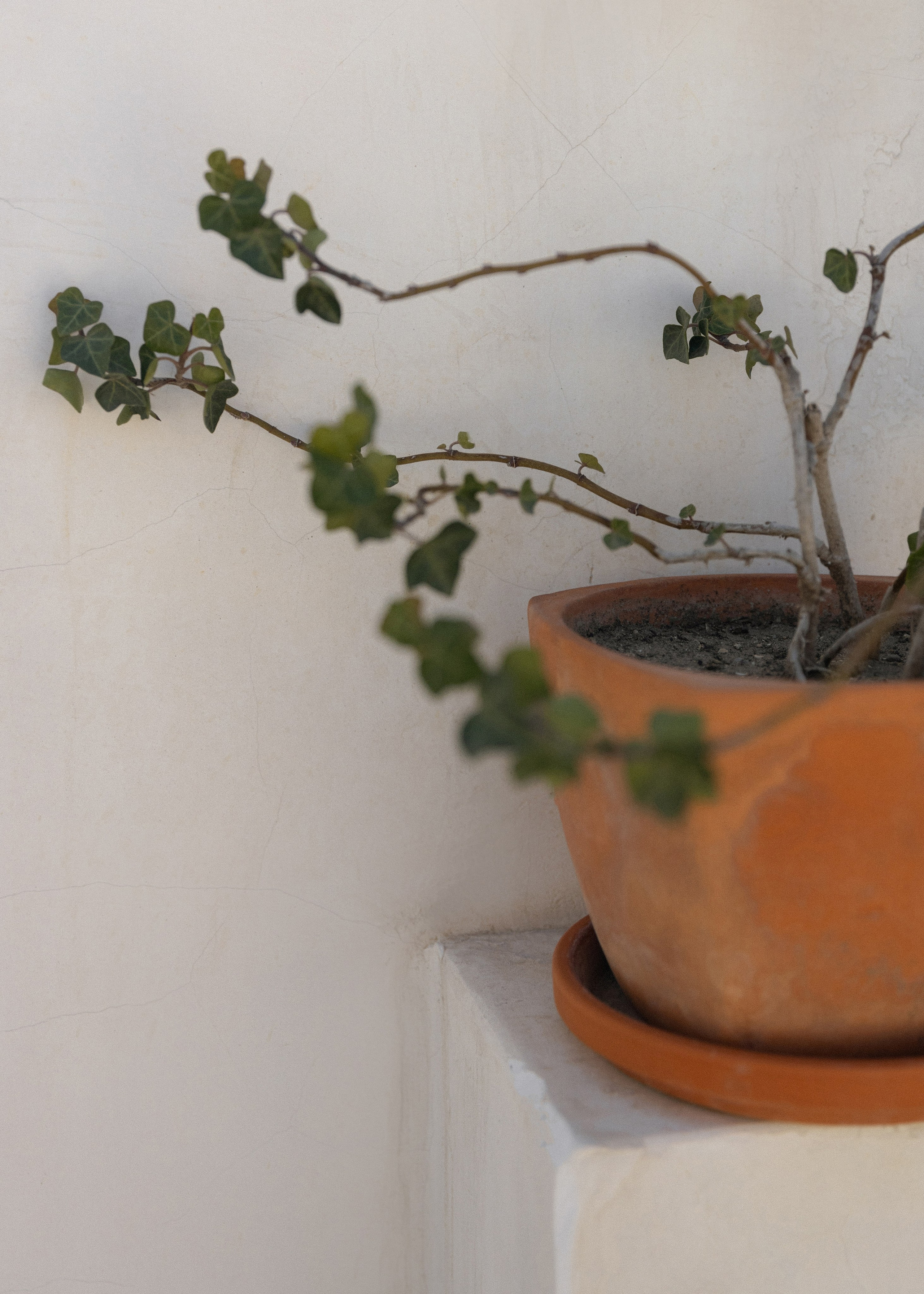 Amore nella villa | свадьба на загородной вилле. Свадебный и семейный фотограф в Анапе/Новороссийске Виктория Чайка