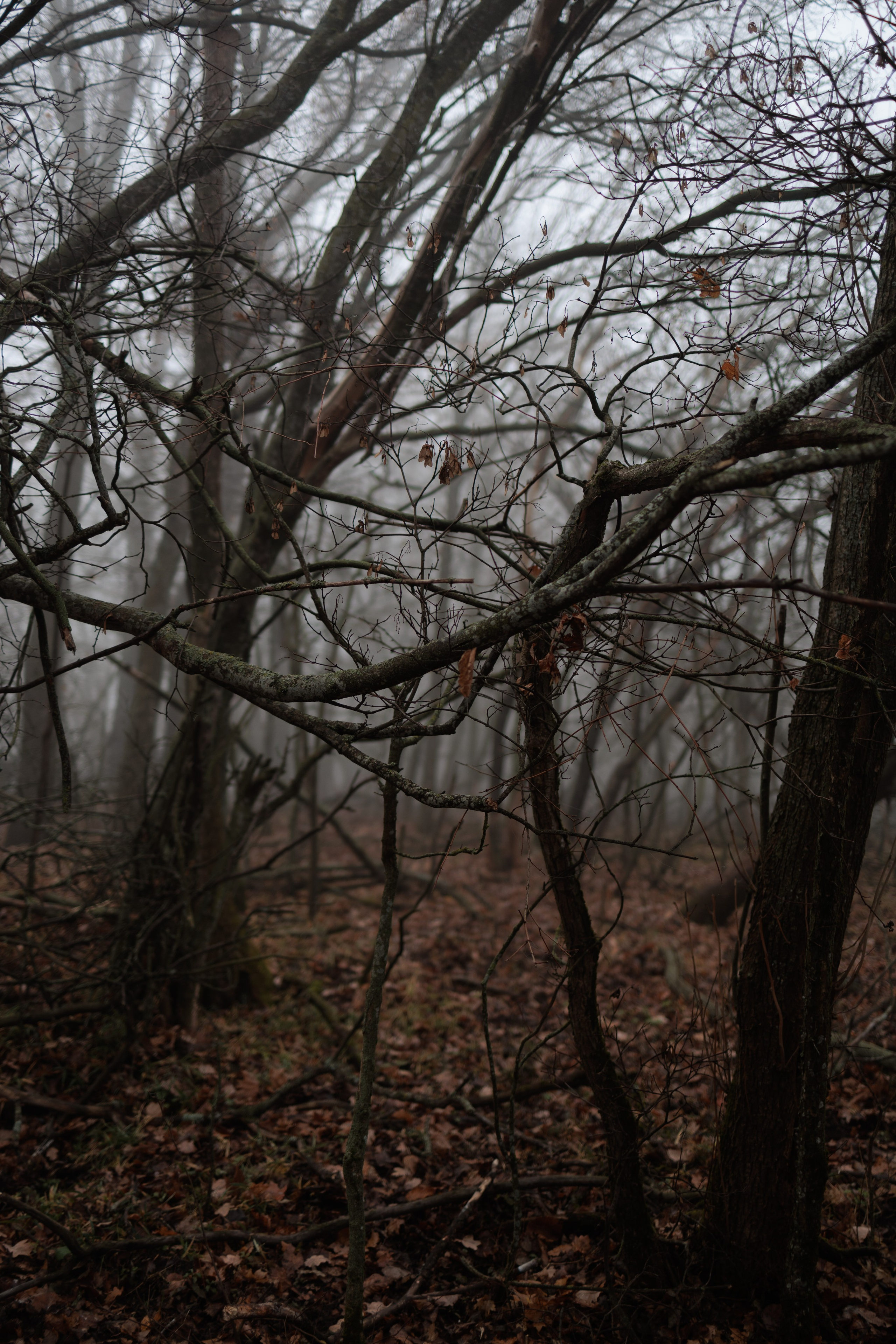 В туманном лесу. Семейный фотограф в Белгороде