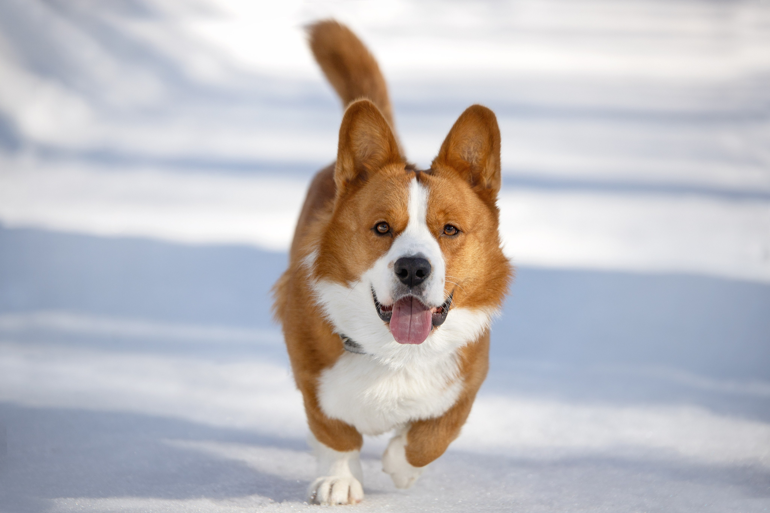 Лакки. Юлия Микульская. Рыбинск