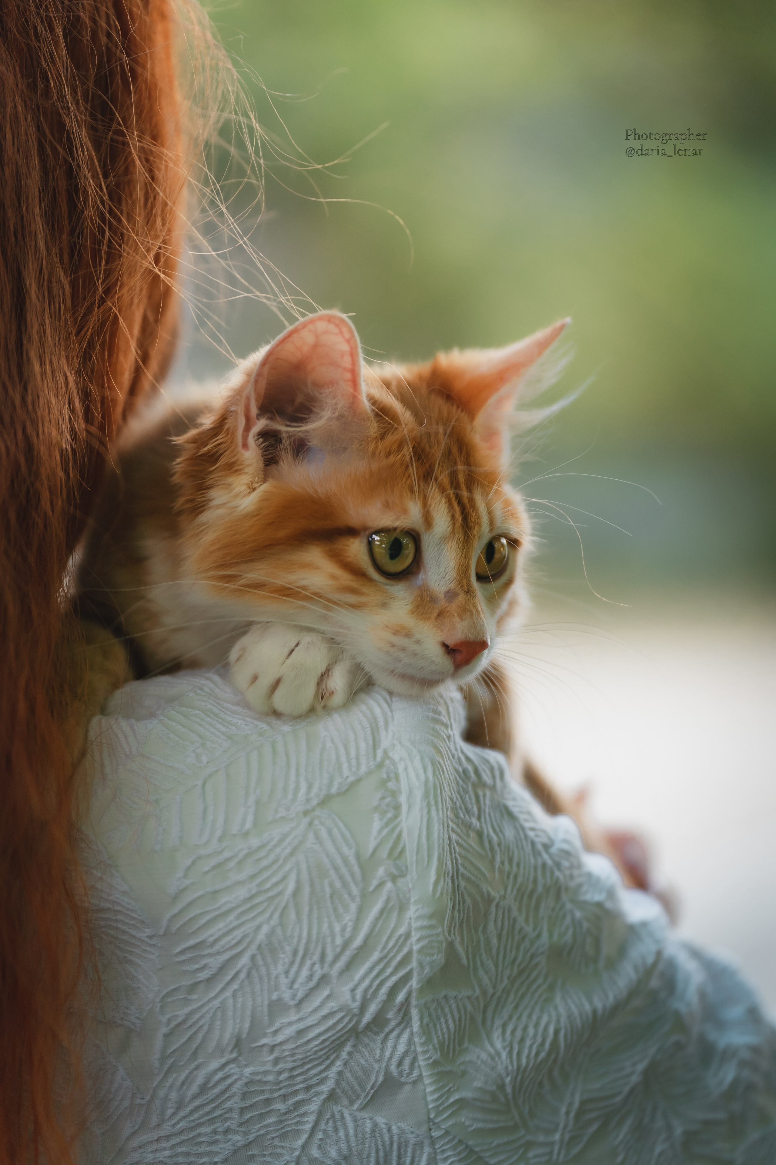 Питомник Курильских бобтейлов. Фотограф в Москве Ленарская Дарья
