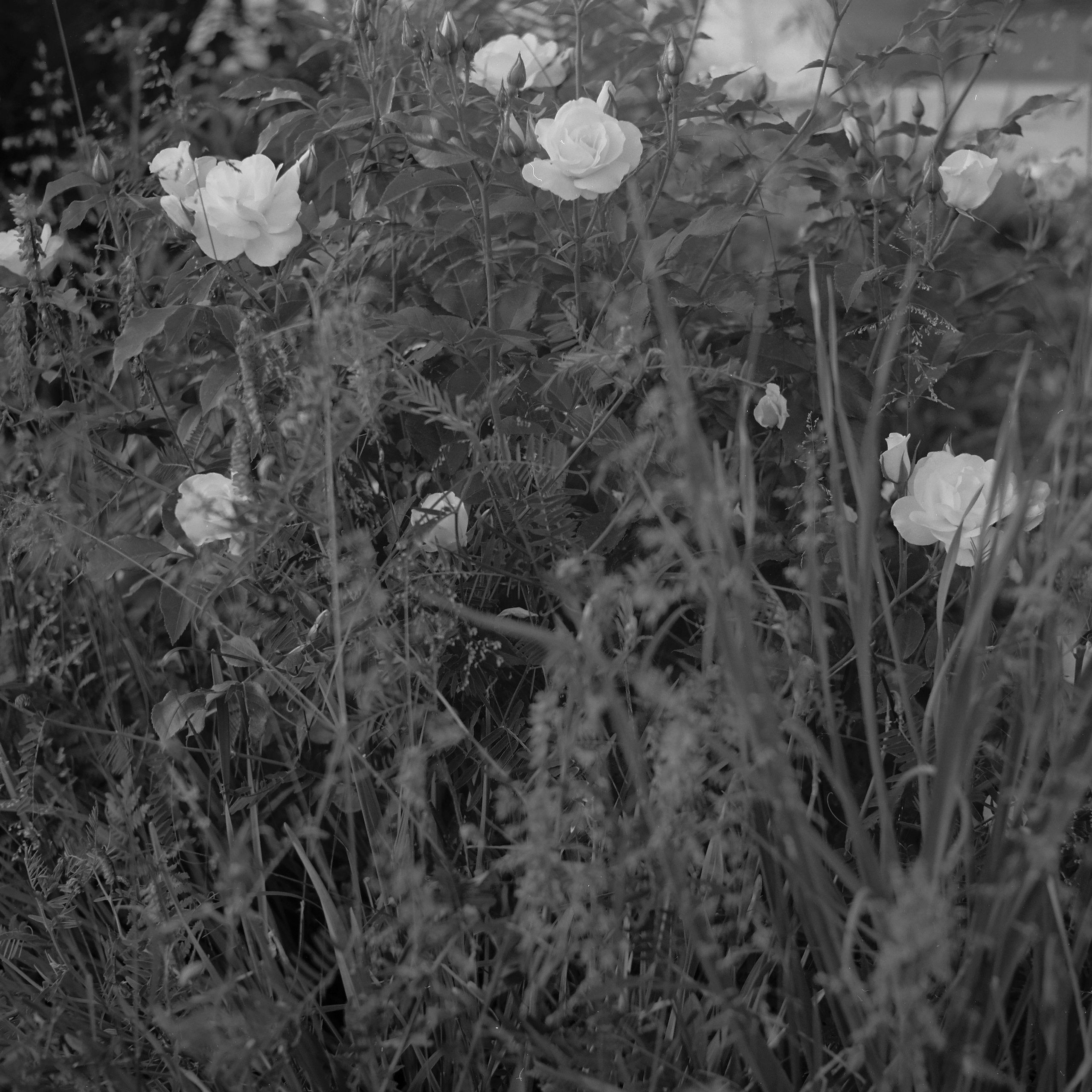 Юля Германович | Сад. Private image