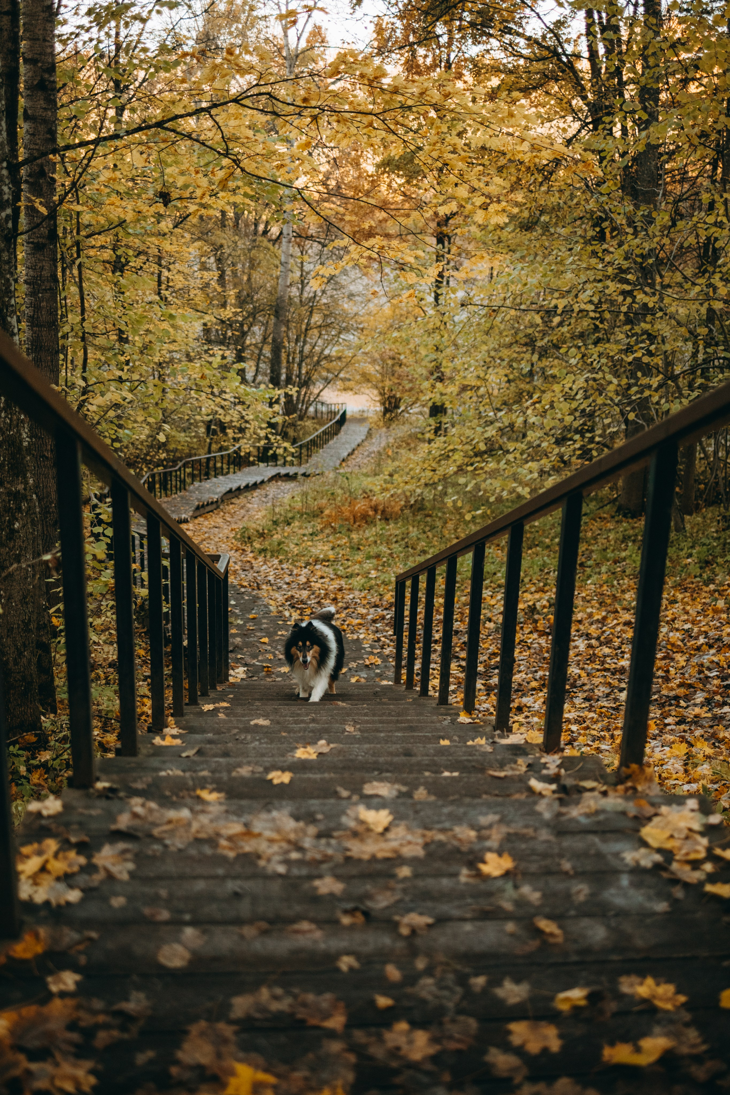 Ия и Барт. Фотограф — Анималист | Санкт-Петербург