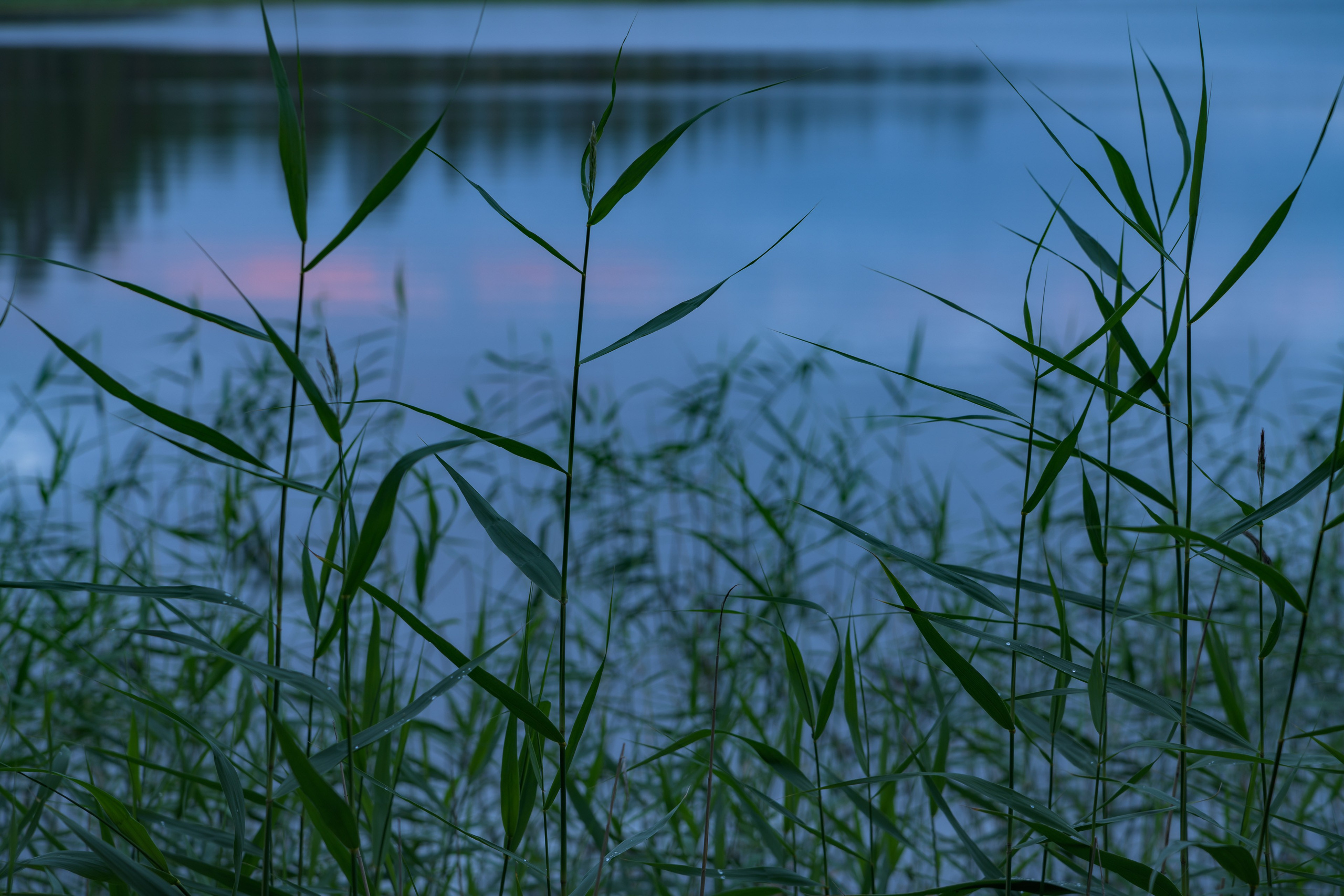 Лето. Северные Ночи